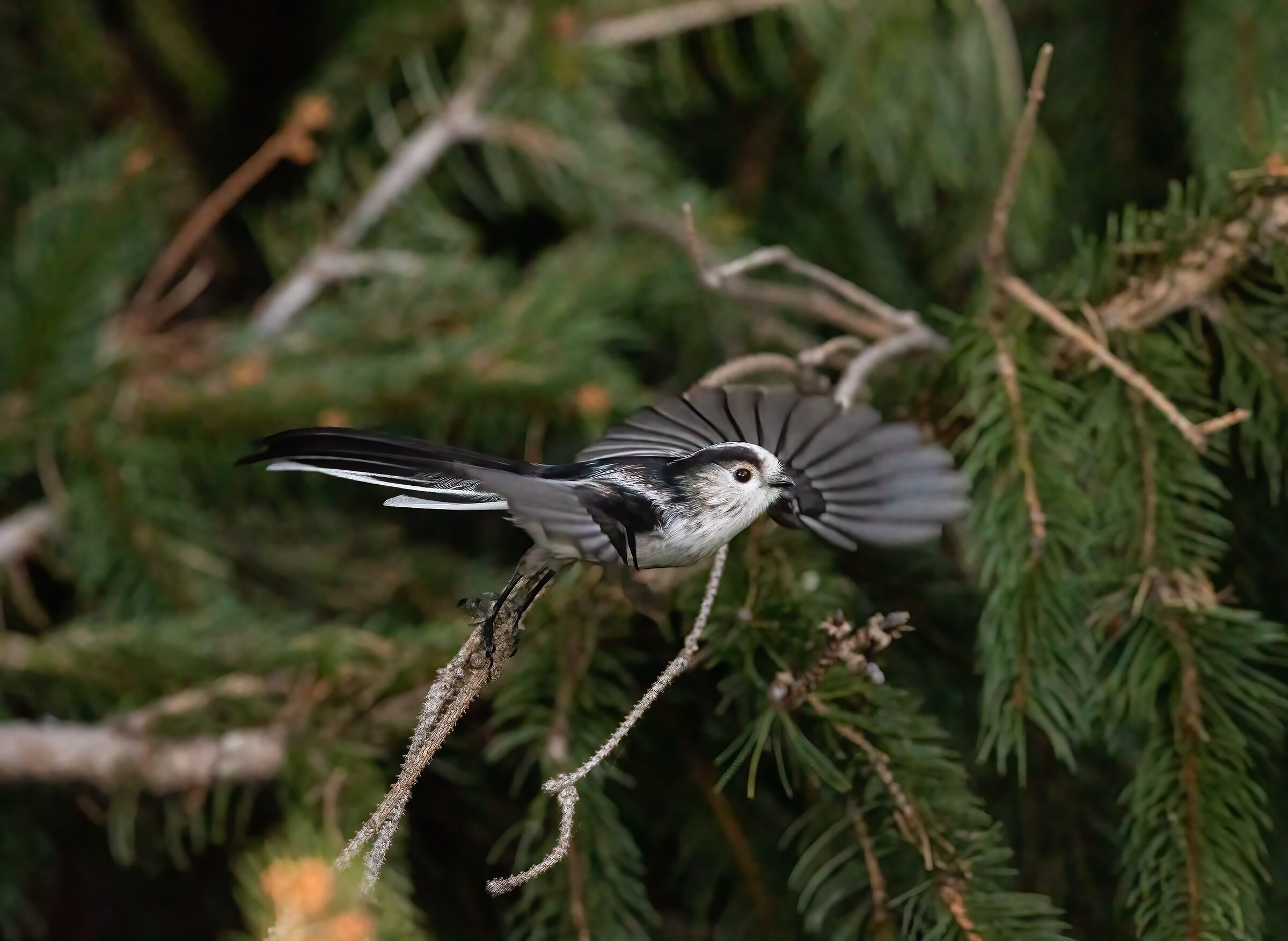 Codibugnolo (Aegithalos caudatus)