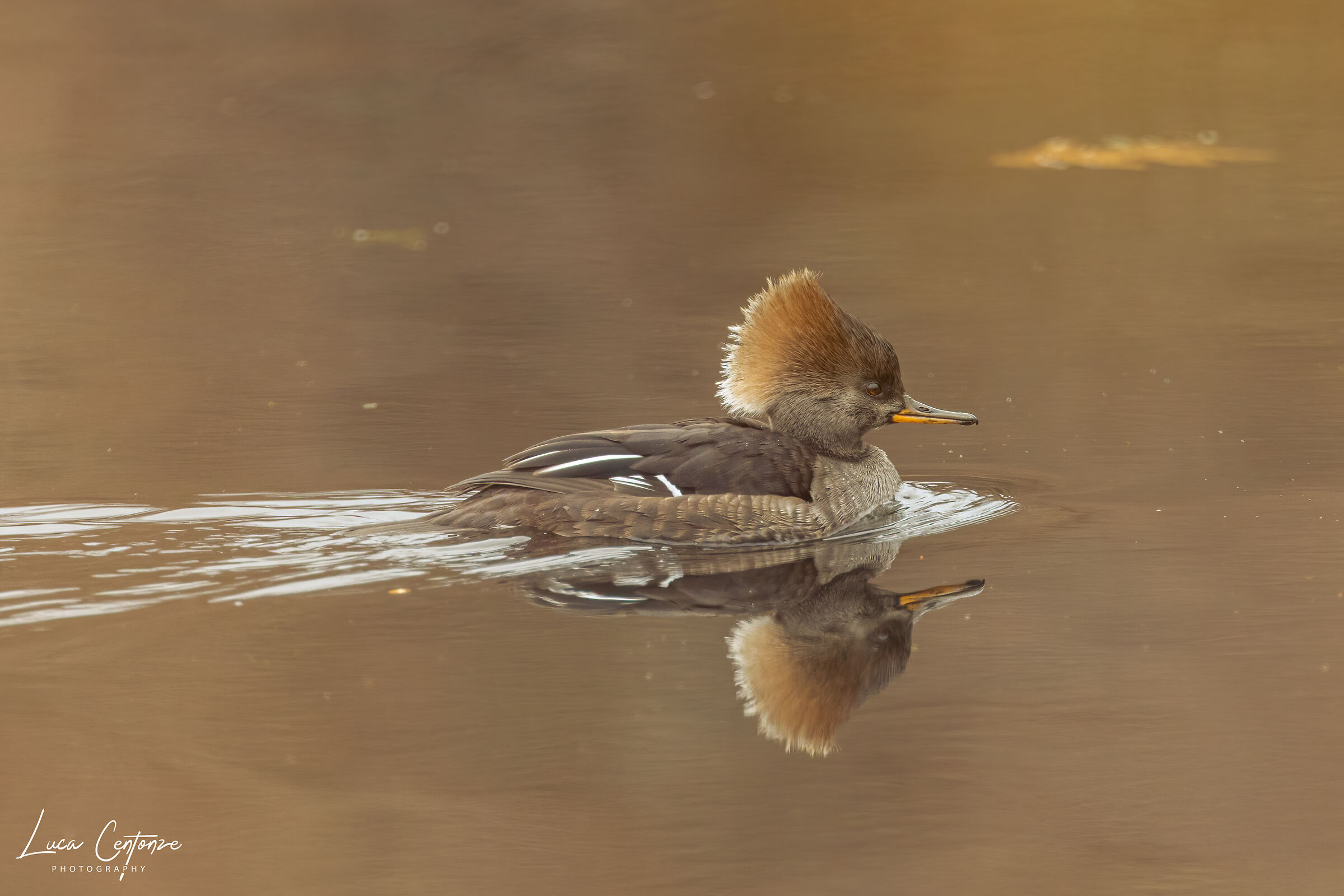 Female Hooded Merganser - Femmina di Smergo dal ciuffo