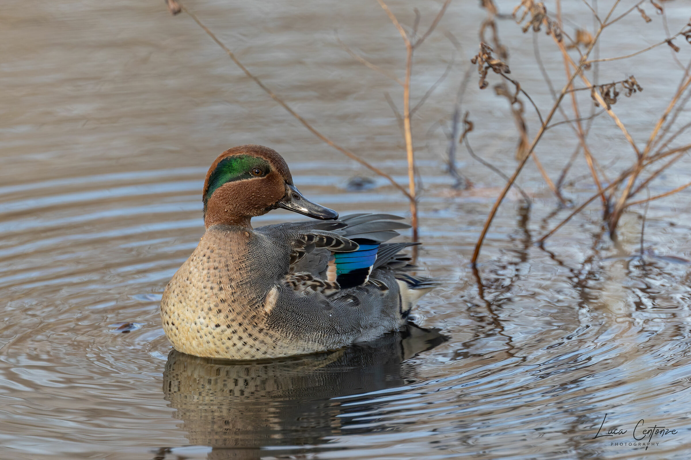 Green-Winged Teal - Alzavola americana