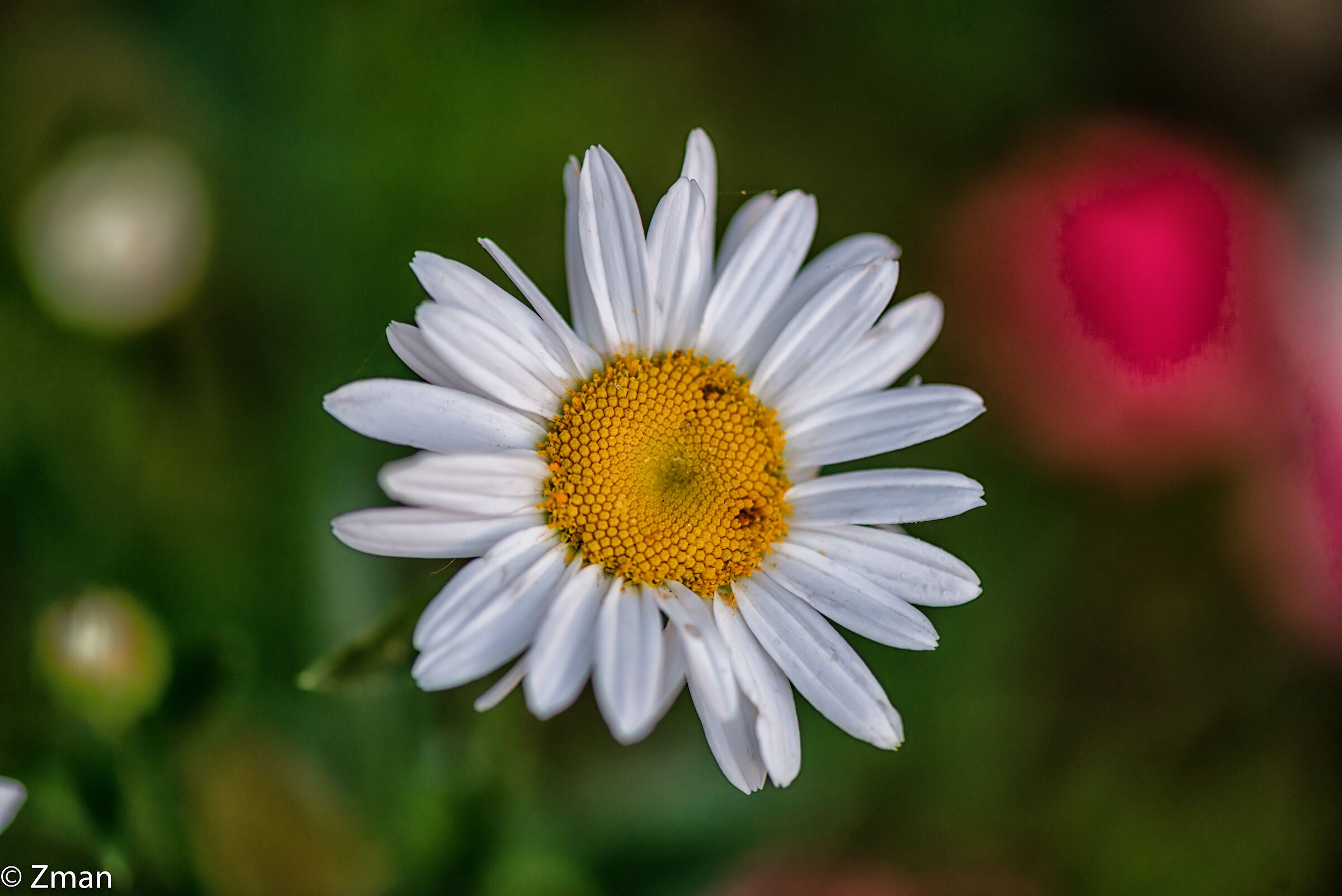 Oxeye Daisy Flowers