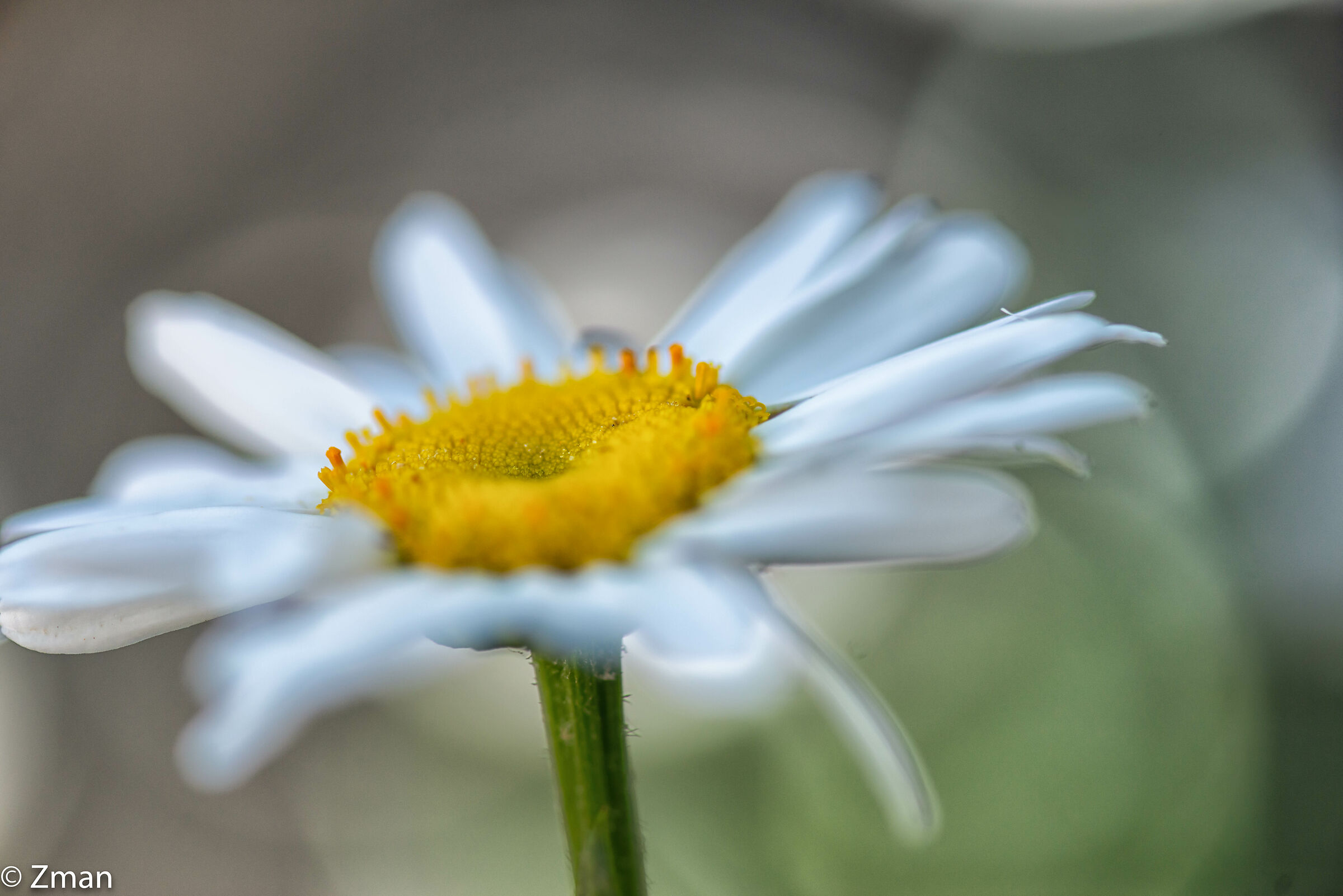 Oxeye Daisy Flowers