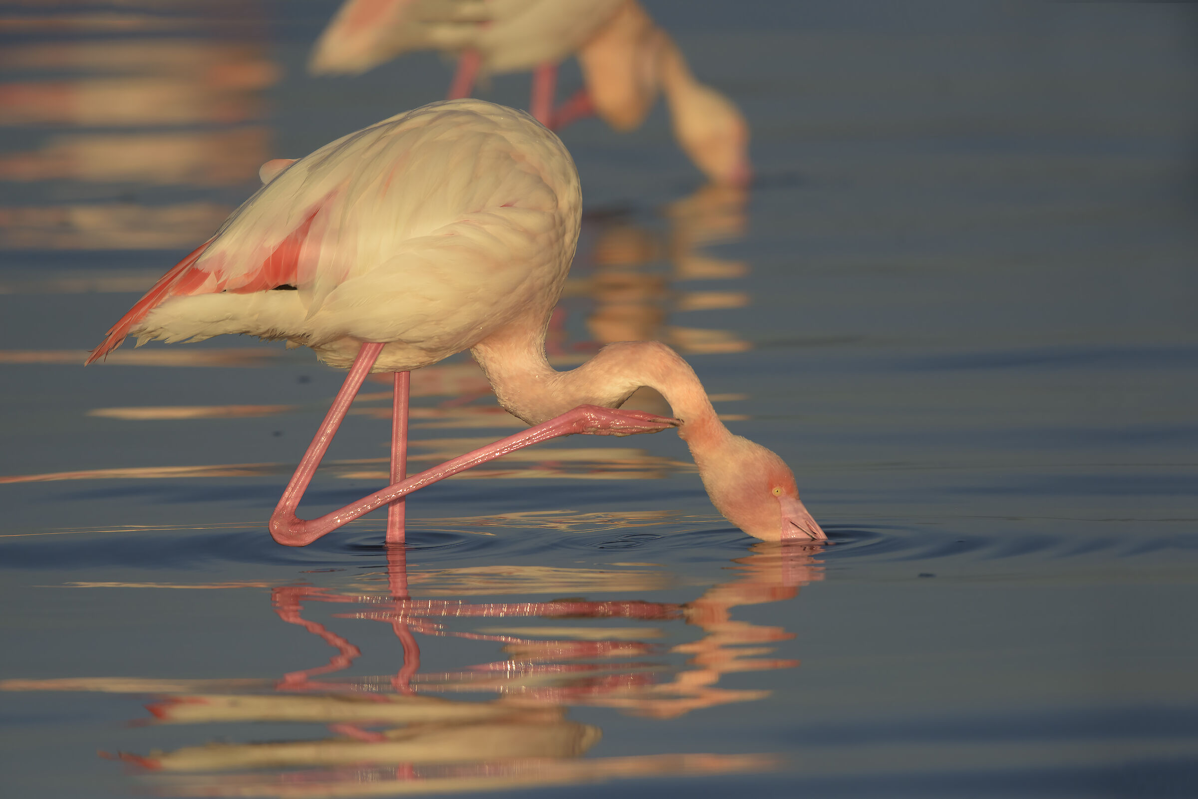 la grattatina di gruppo
