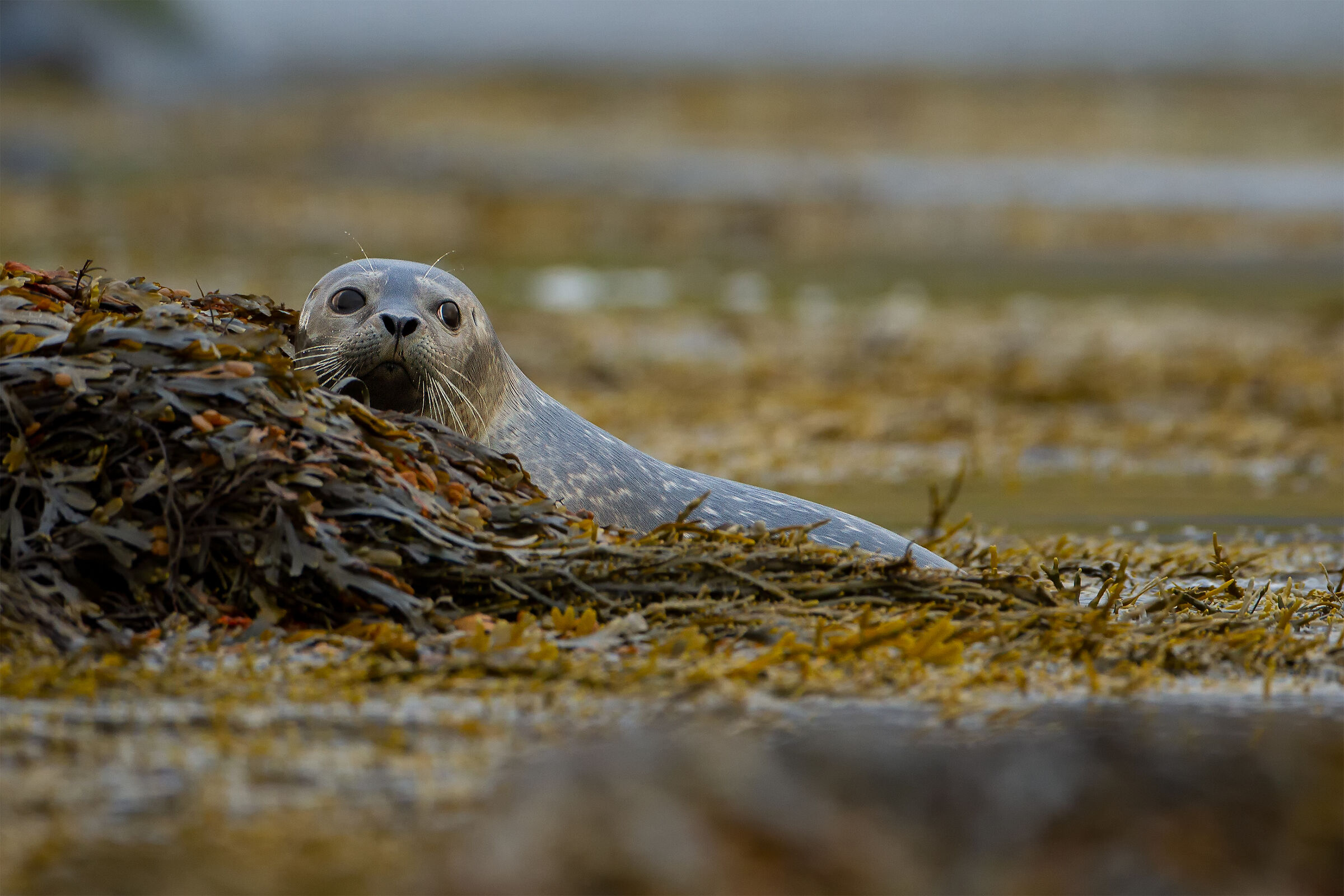 Phoca vitulina (Foca del porto)