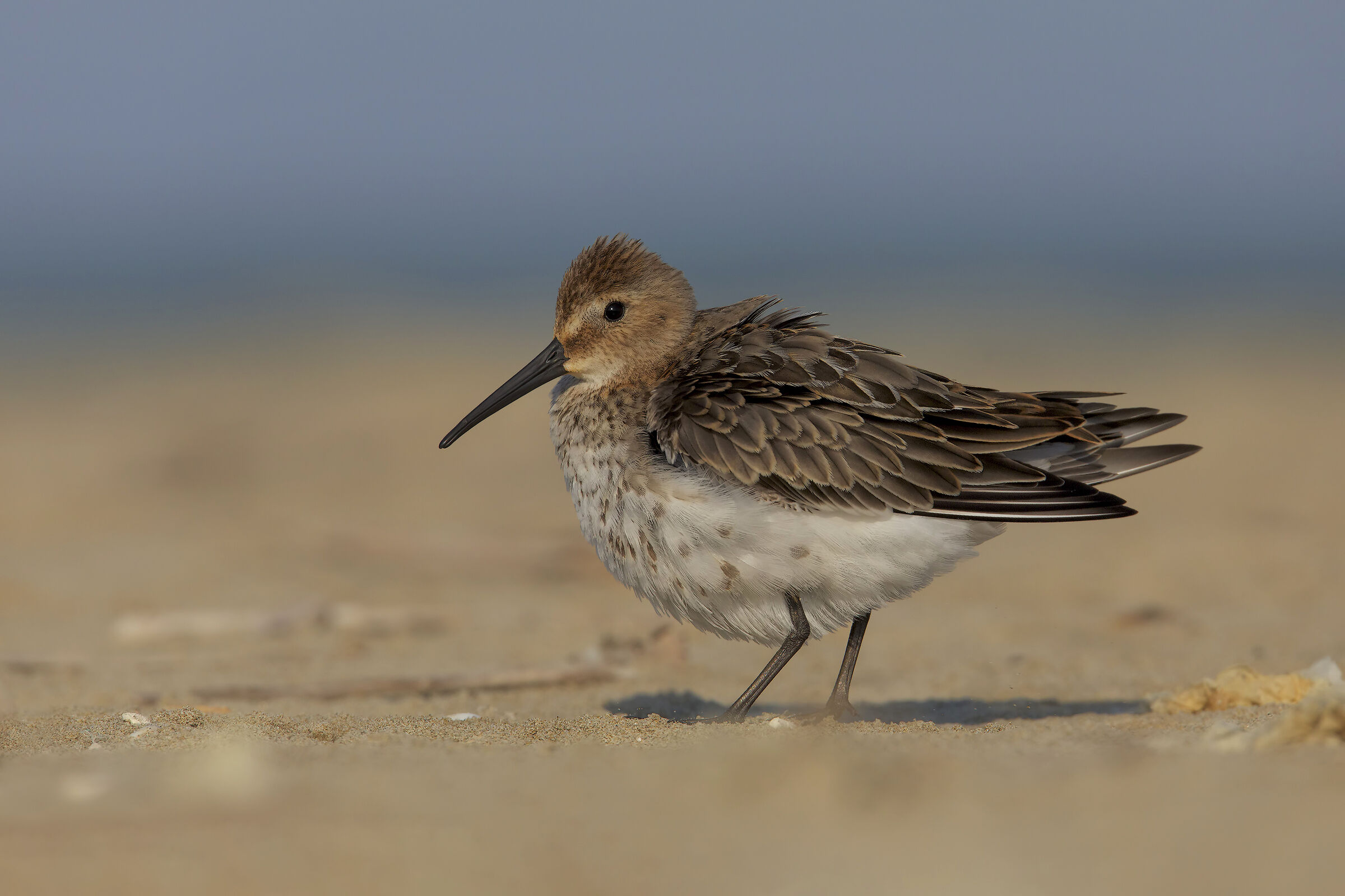 Piovanello pancianera