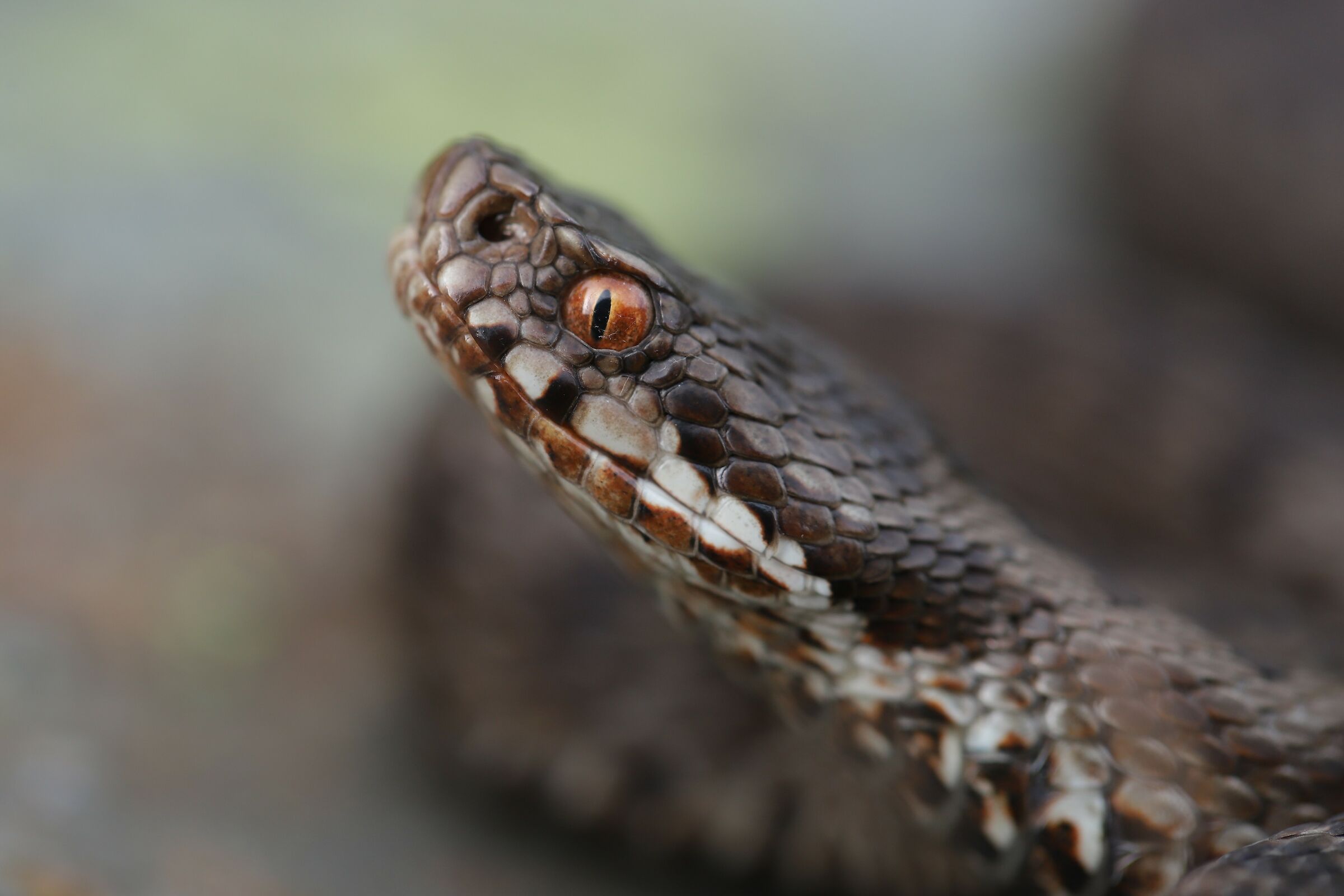 Vipera berus berus (Femmina)