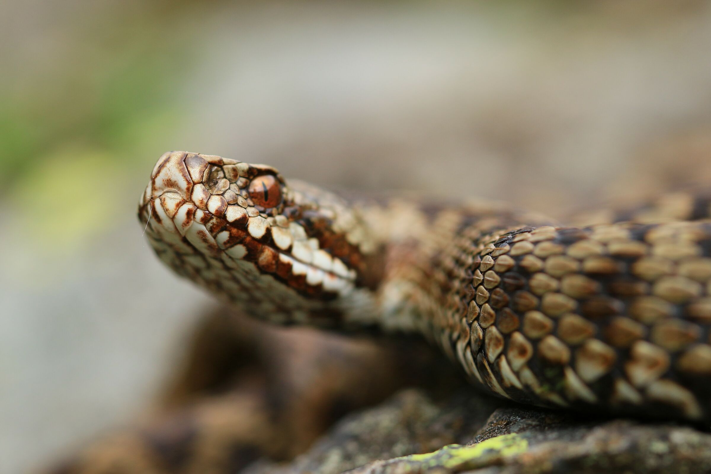 Vipera berus berus (Femmina)