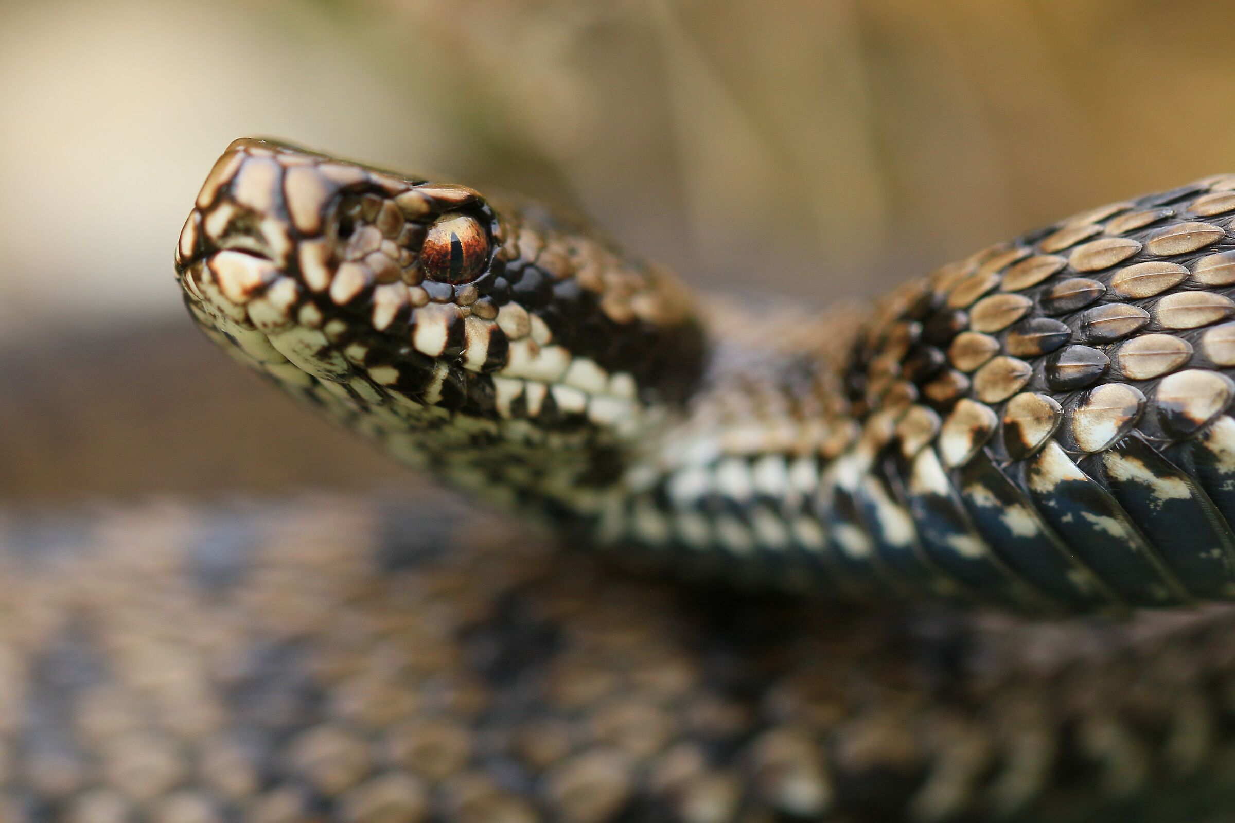 Vipera berus berus (Maschio)