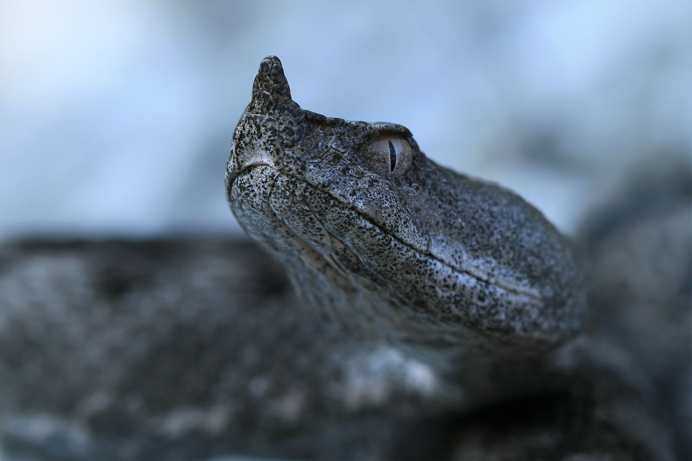 Vipera ammodytes ammodytes (Femmina)