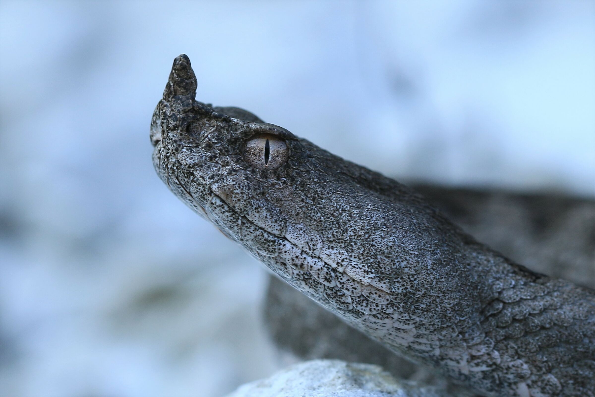Vipera ammodytes ammodytes (Femmina)