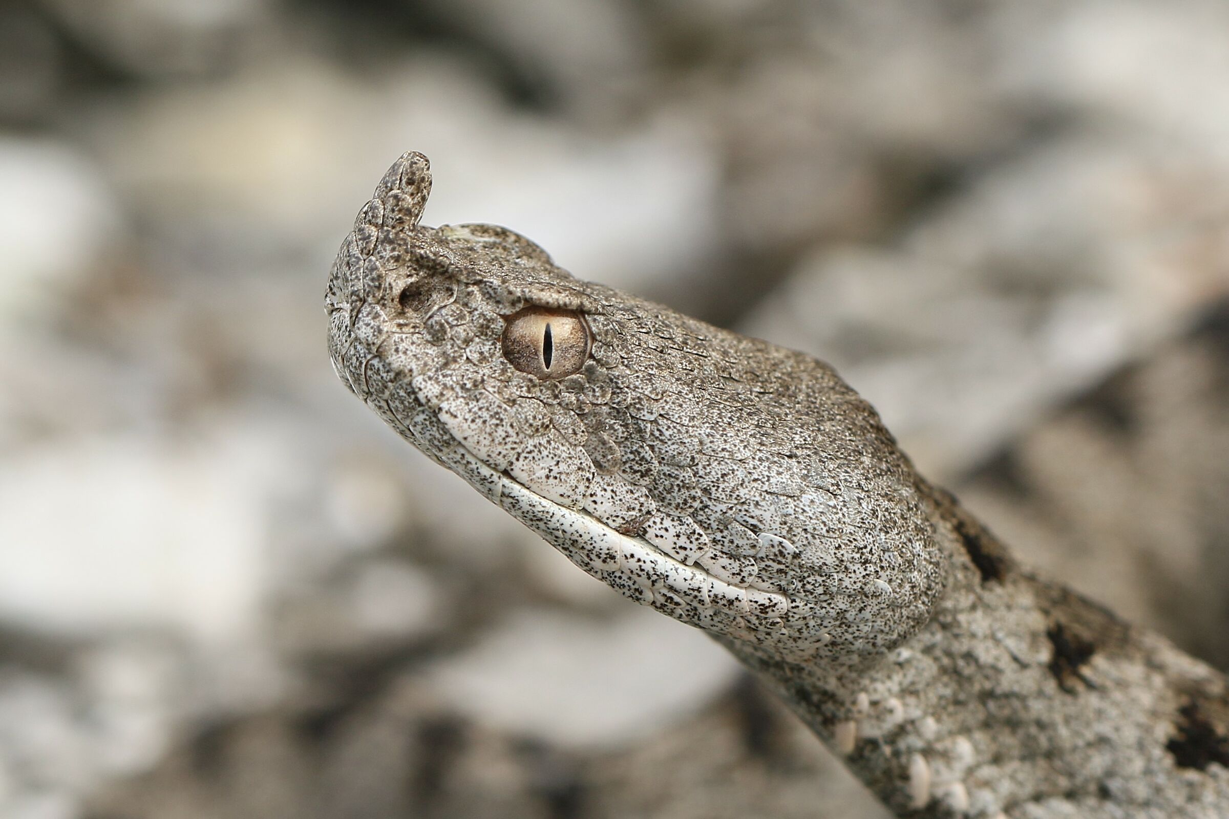 Vipera ammodytes ammodytes (Femmina)