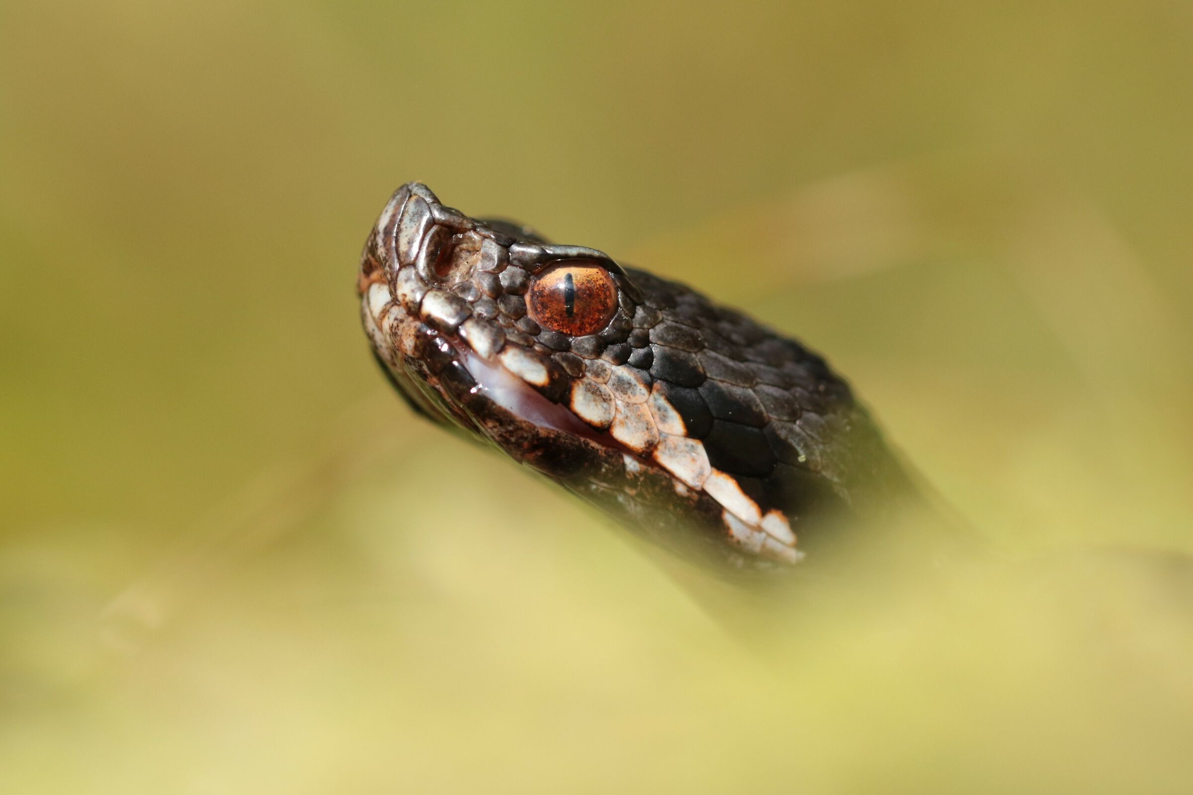 Vipera aspis francisciredi (Maschio)