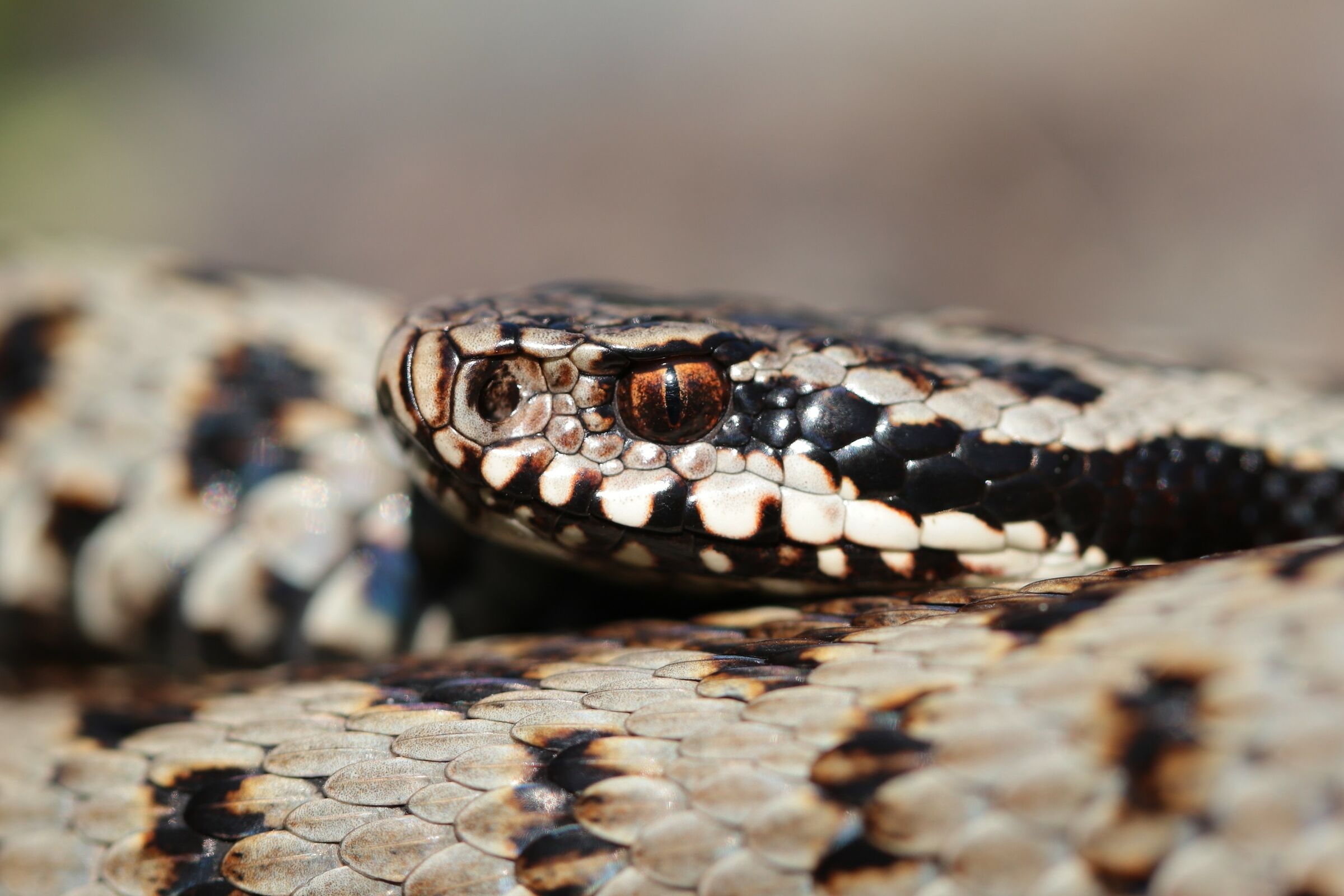 Vipera berus berus (Maschio)