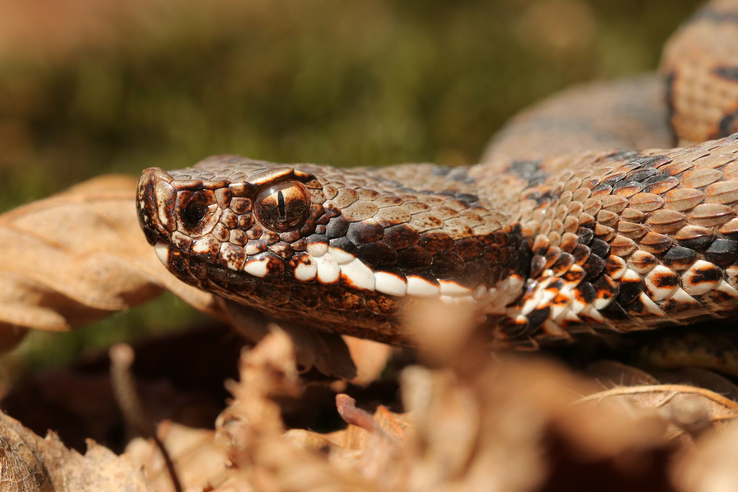 Vipera aspis francisciredi (Maschio)