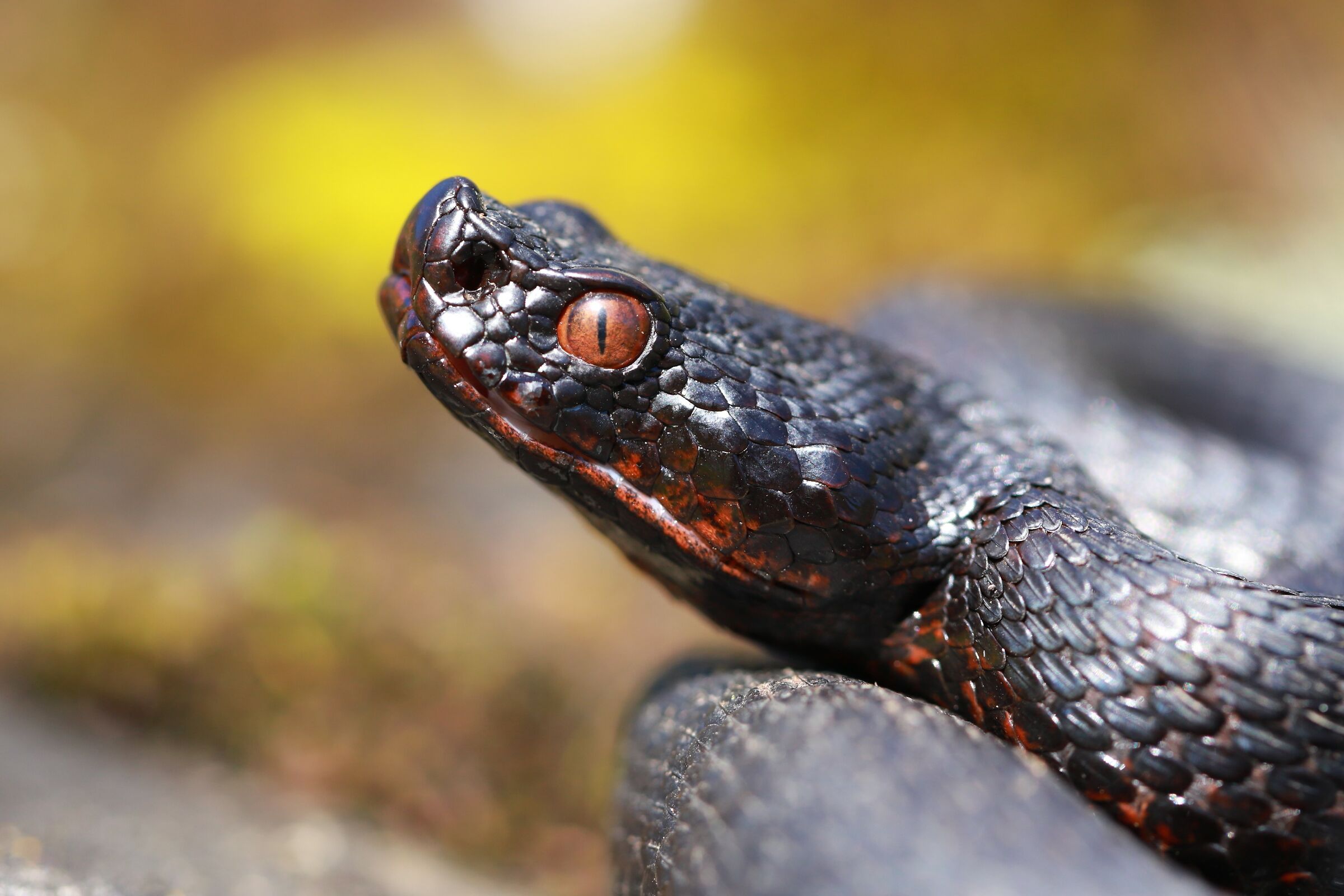 Vipera aspis aspis ex atra, femmina, 1290m