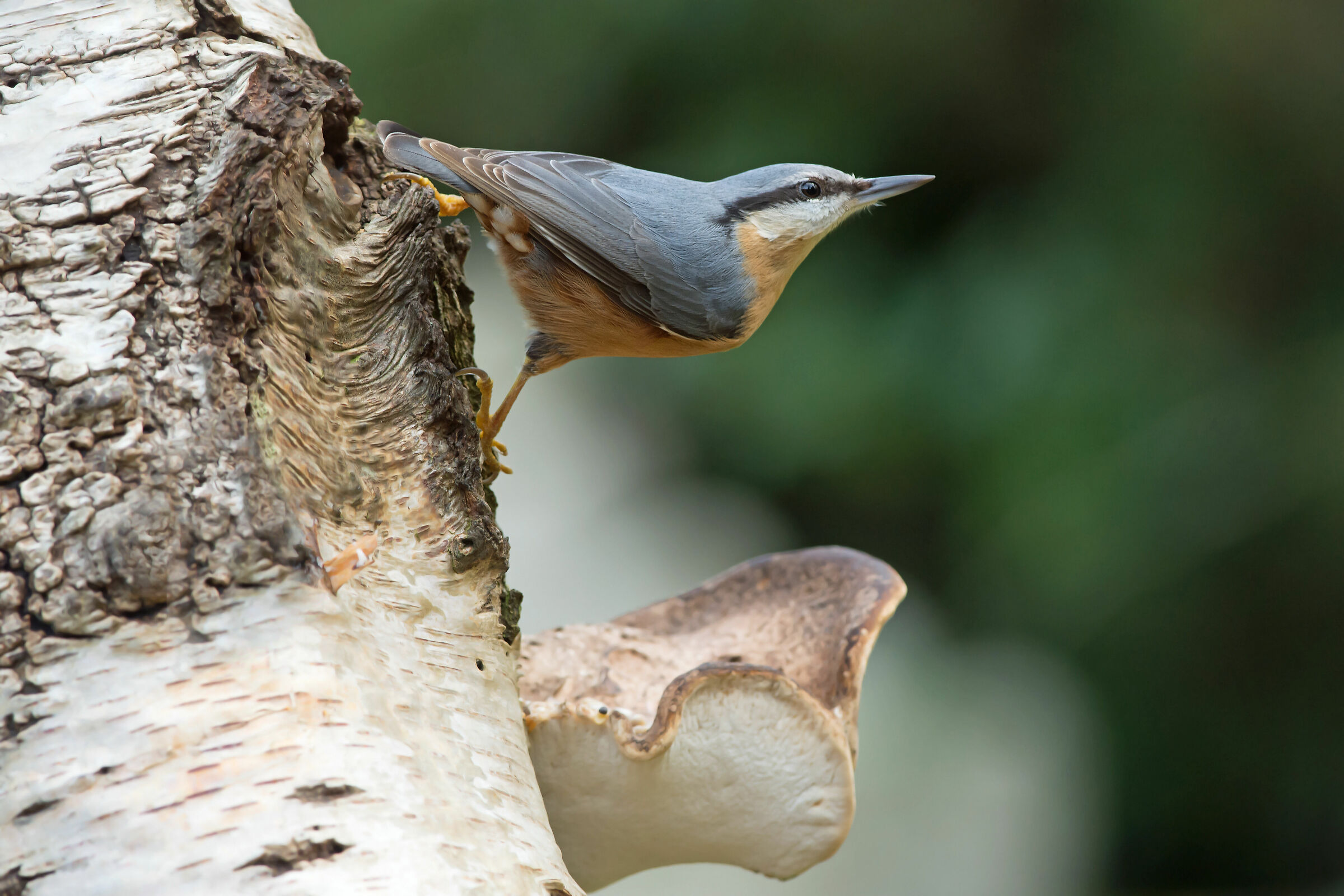 Nuthatč