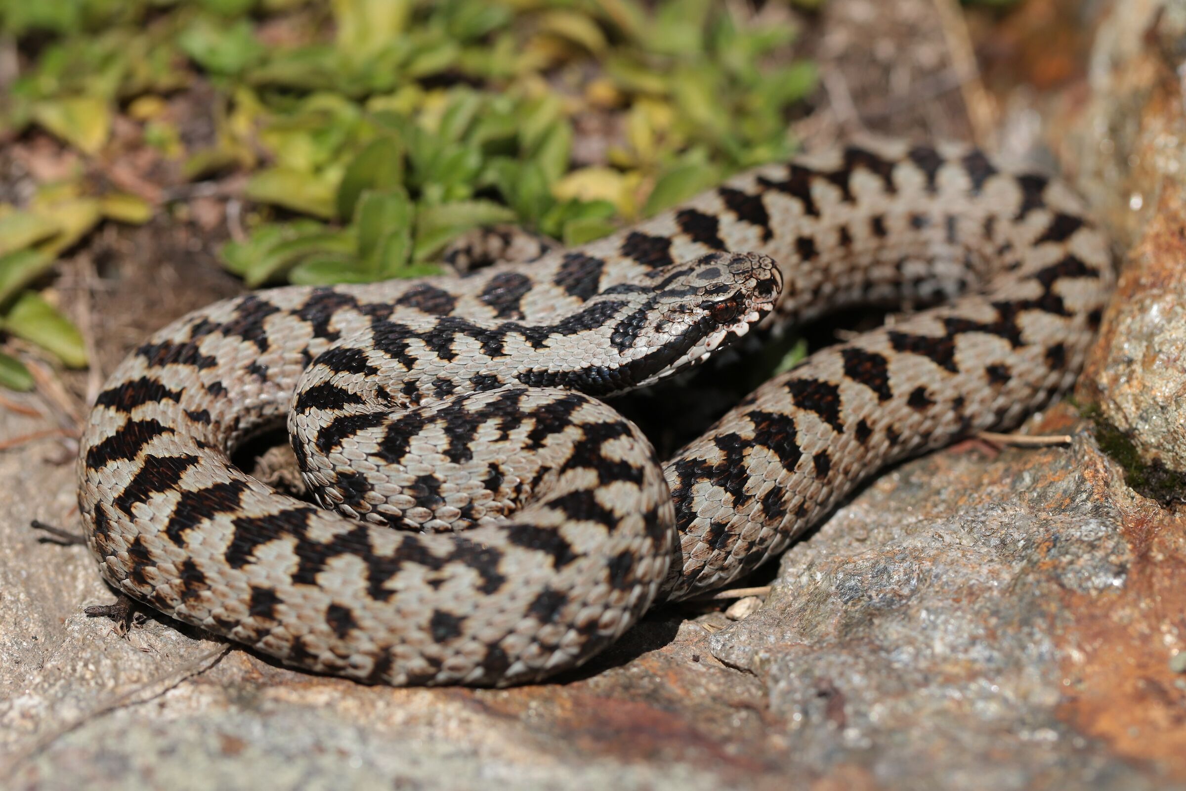 Maschio, 1500m, Lombardia (Italia)