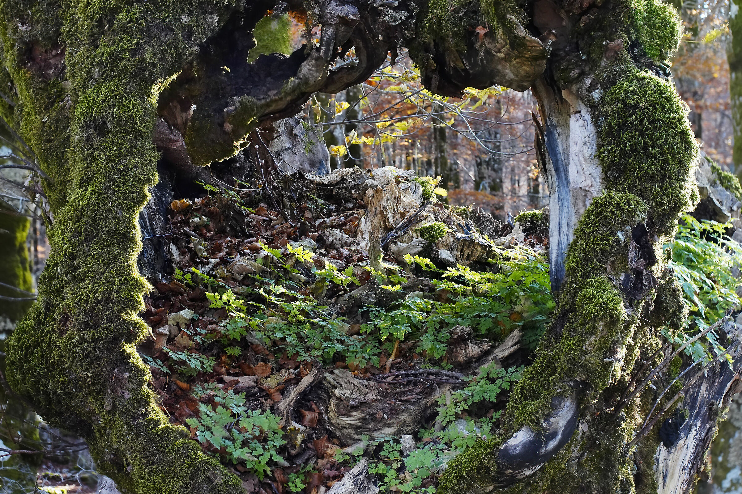 Il mondo dentro il vecchio acero