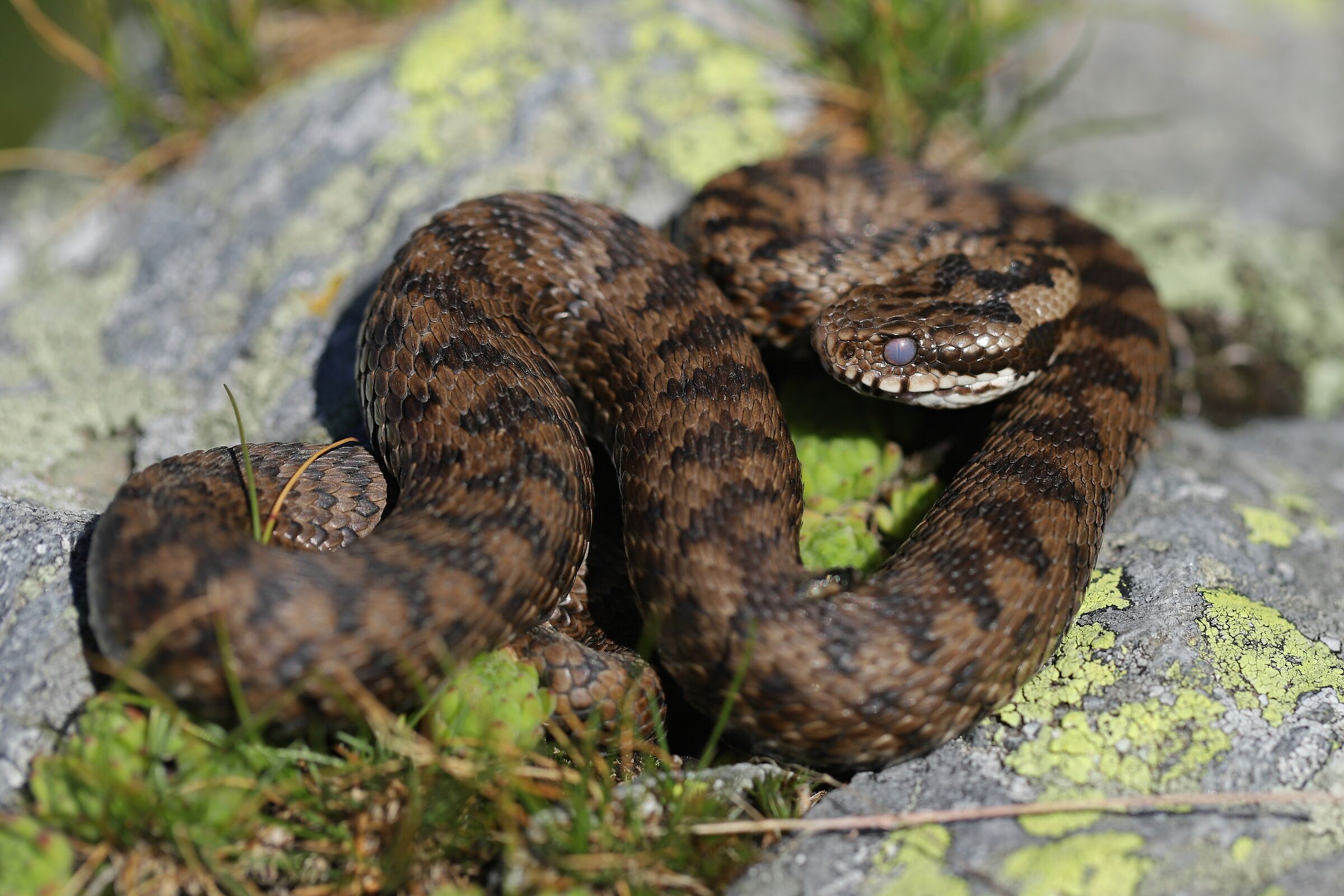 Femmina, 2000m, Lombardia (Italia)