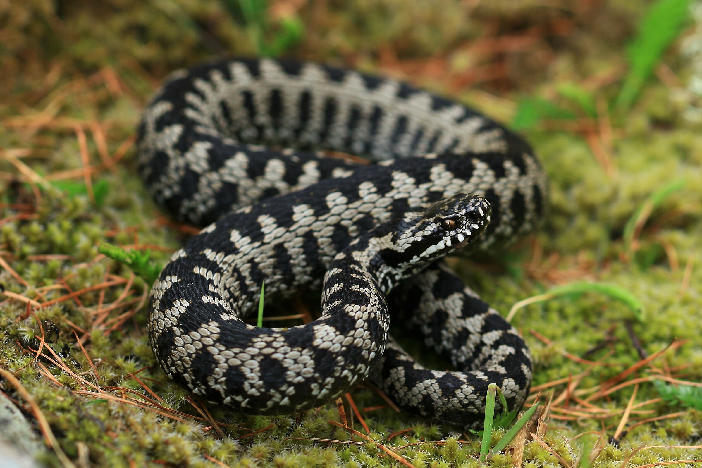 Maschio, 1850m, Grigioni (Svizzera)