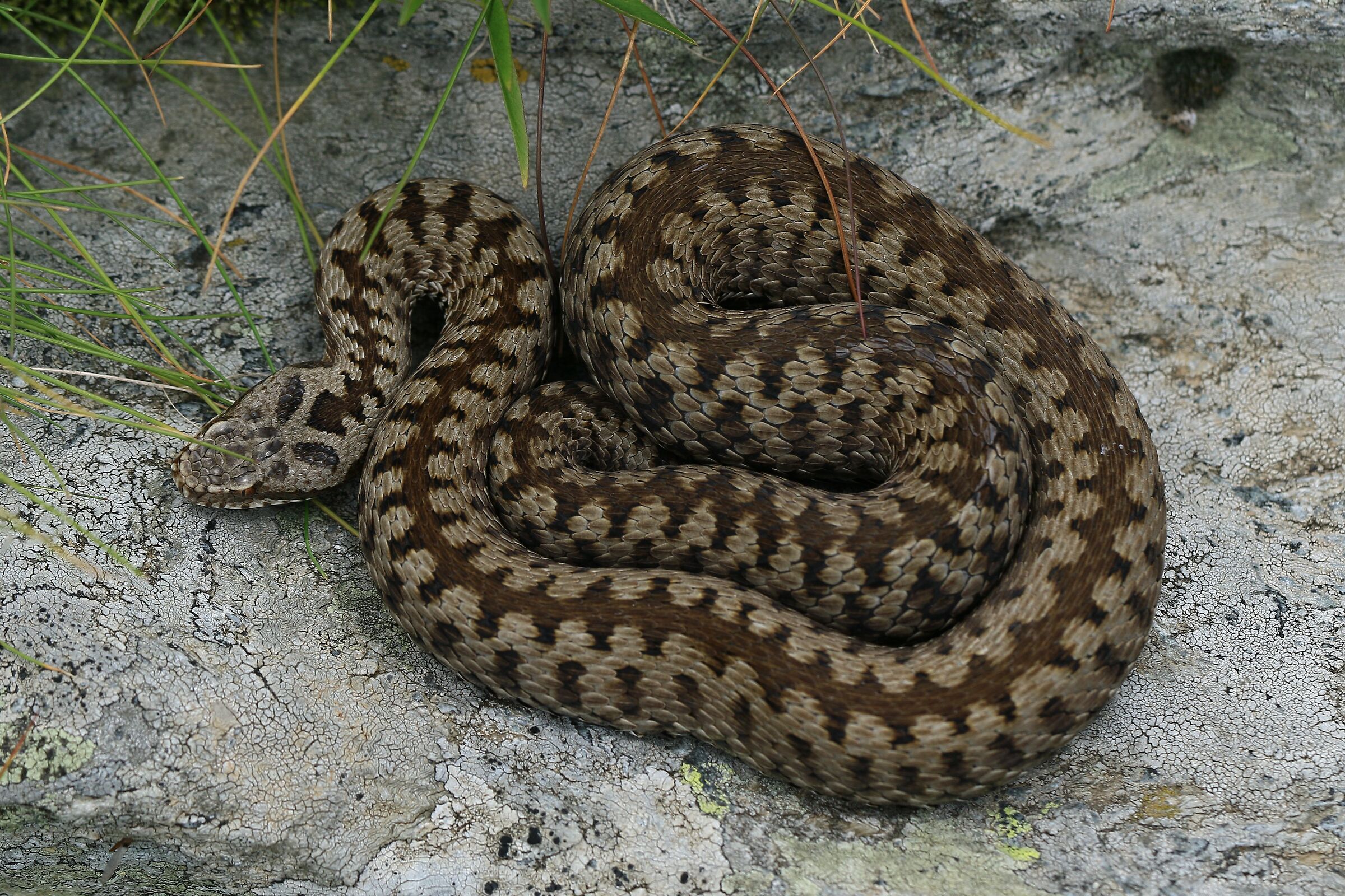 Femmina, 2000m, Lombardia (Italia)