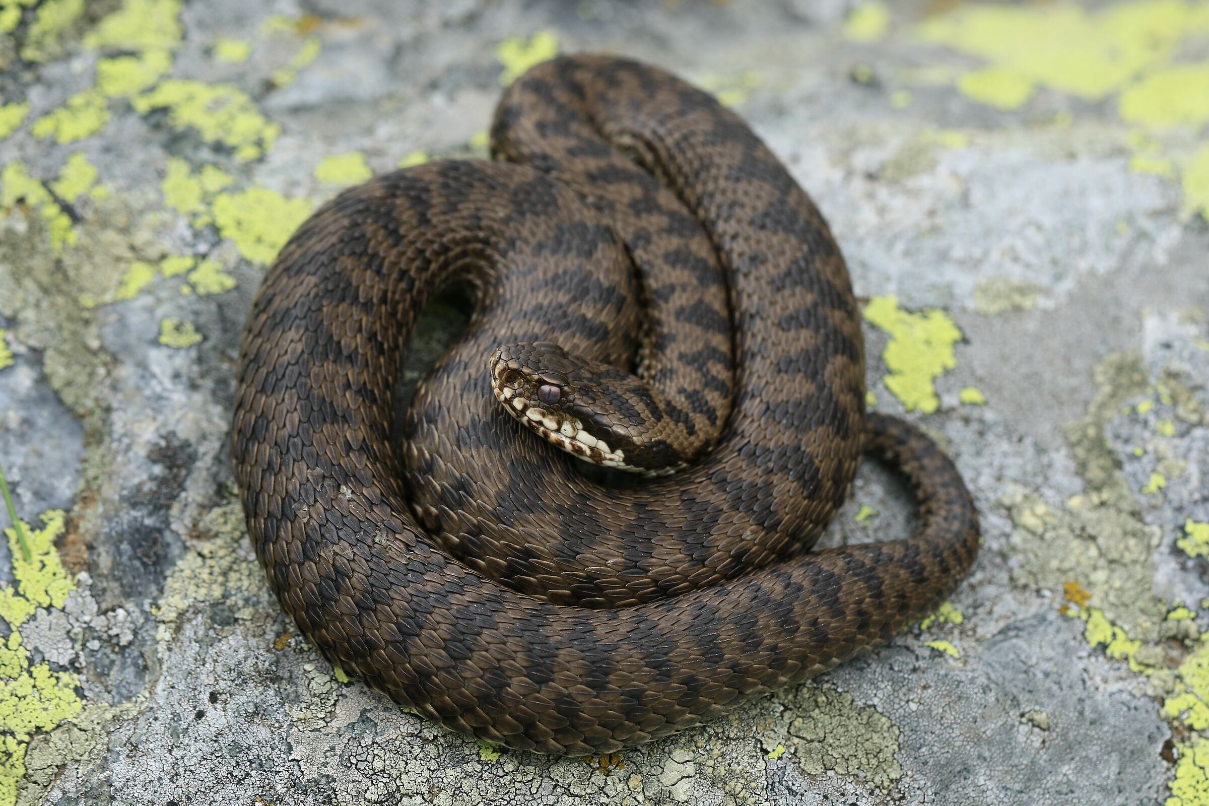 Female, 1800m, Lombardy (Italy)