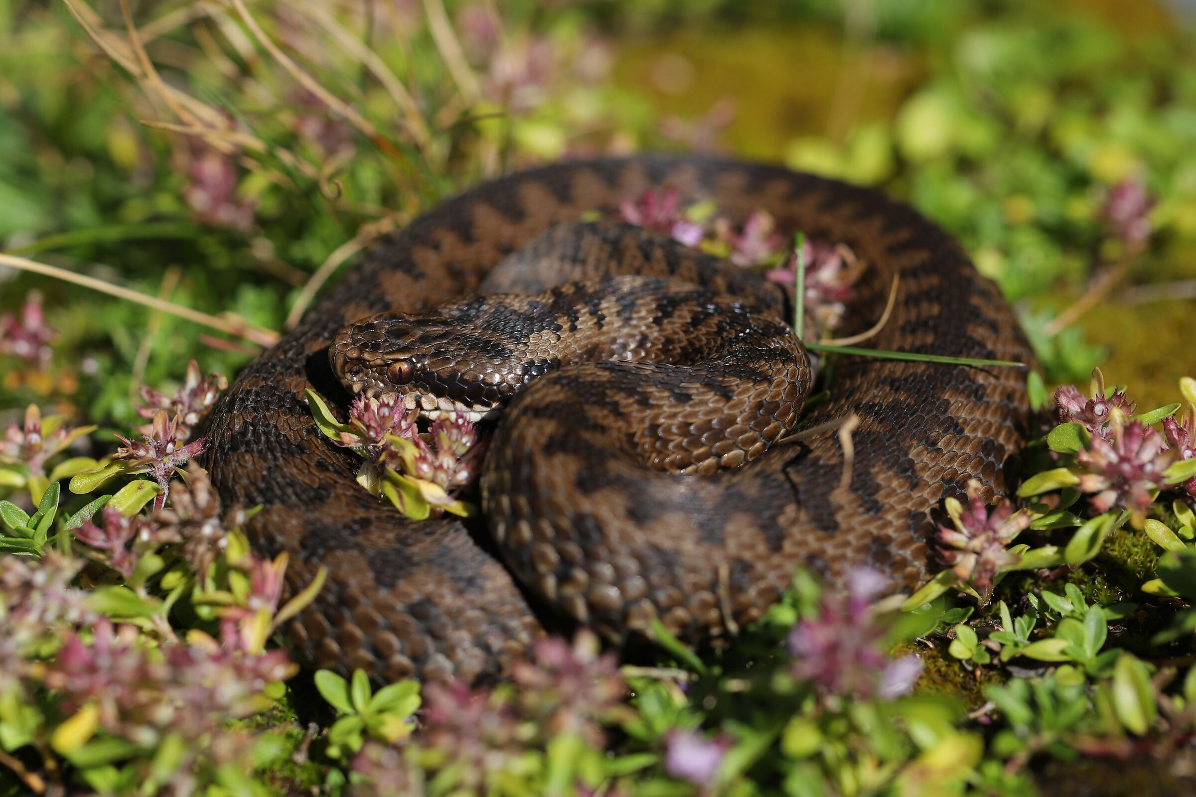 Femmina, 1800m, Lombardia (Italia)