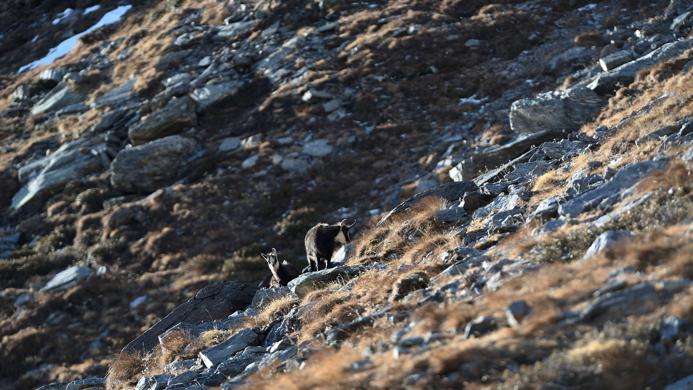 Female suede with small