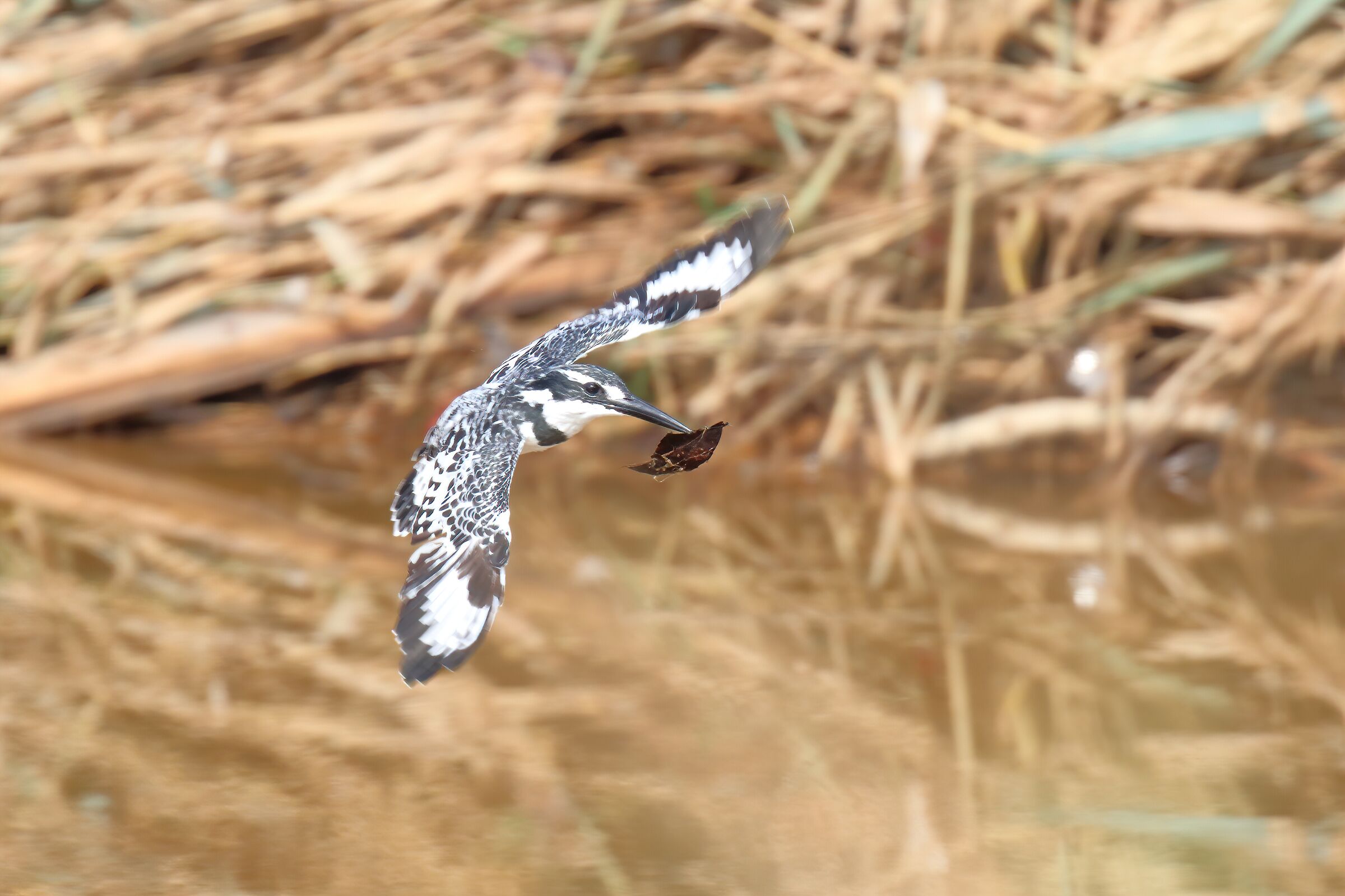 Martin pescatore pied vegano