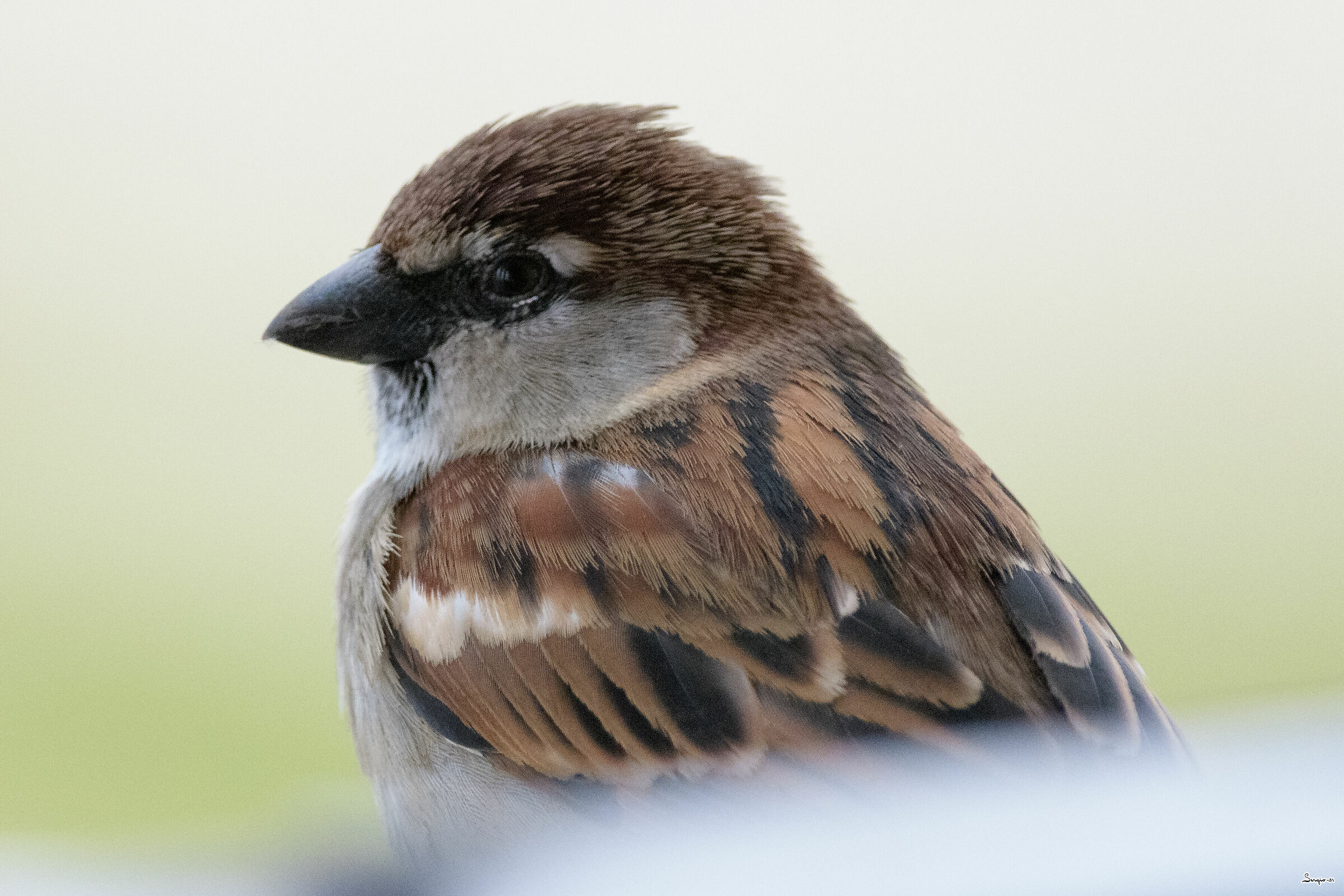 Sparrow