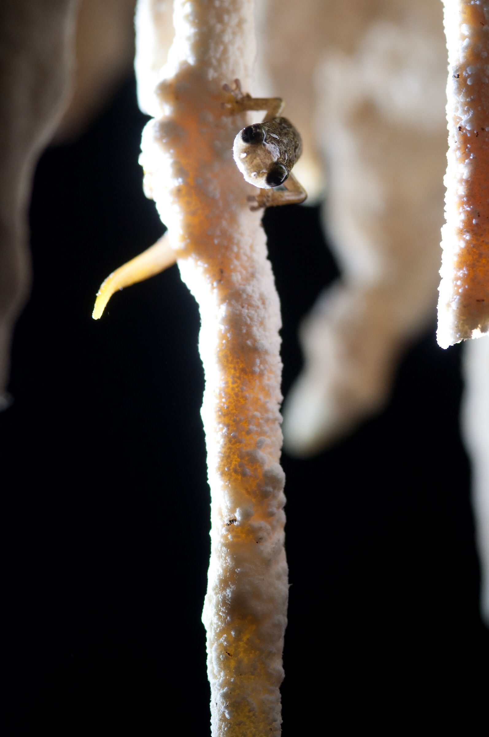 Hydromantes supramontis