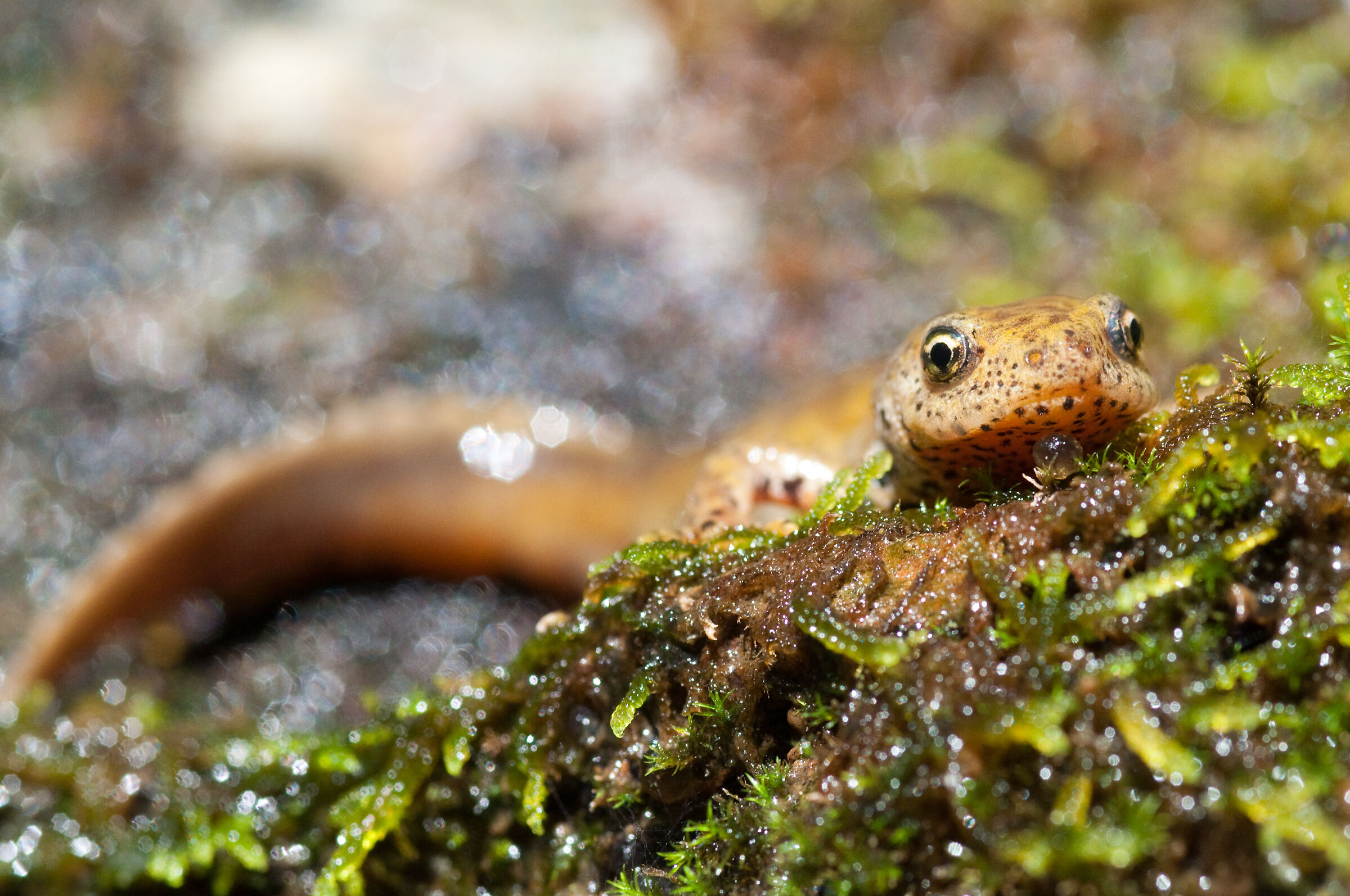 Mesotriton alpestris