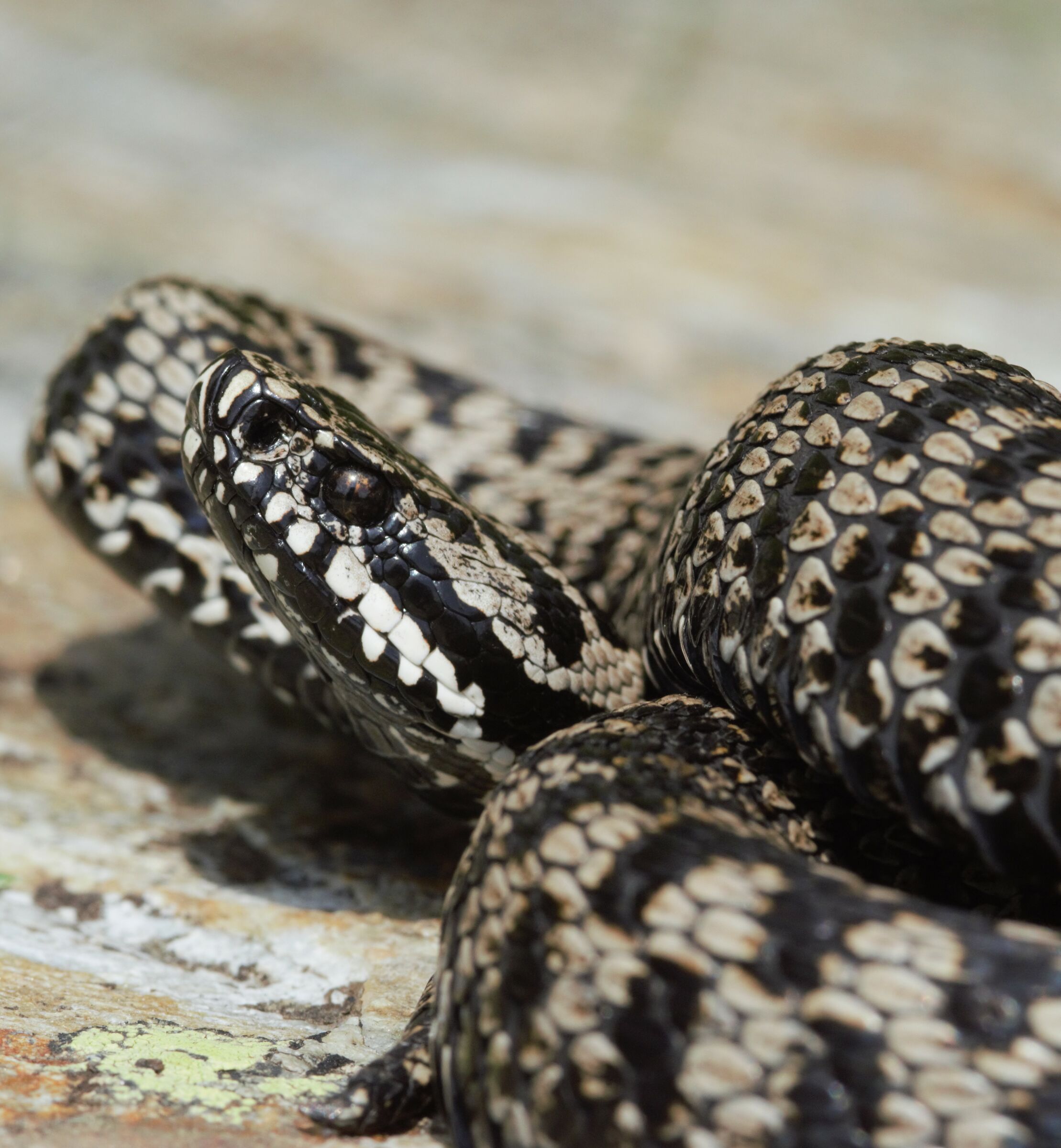 Vipera walser