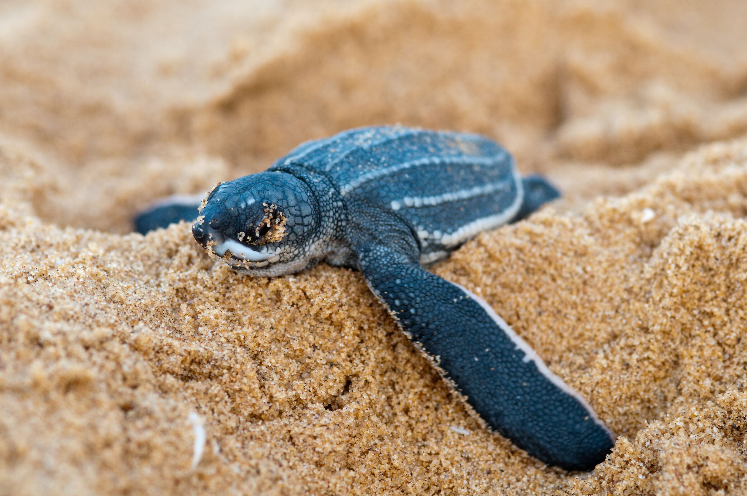 Dermochelys coriacea