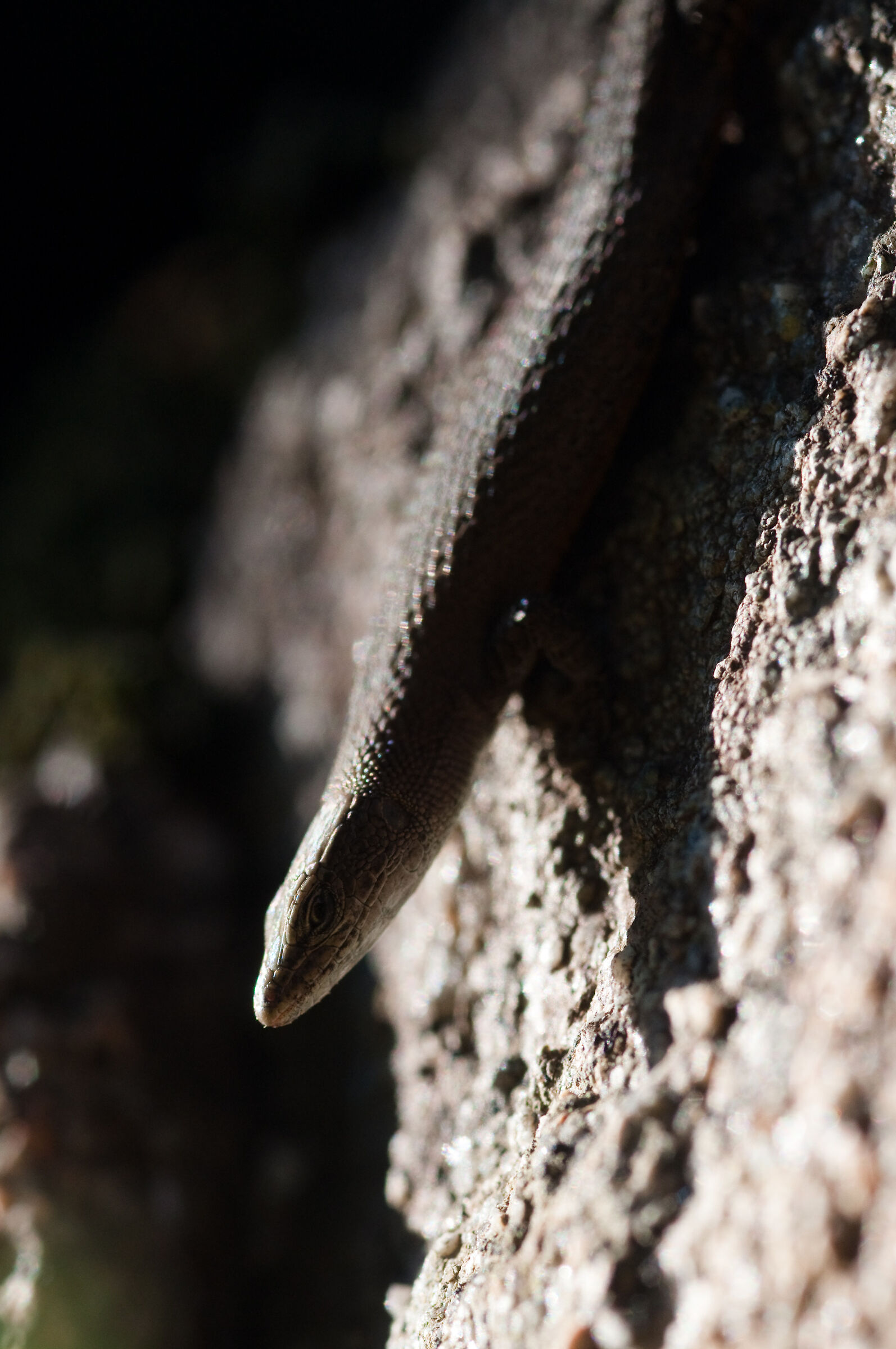 Algyroides fitzingeri