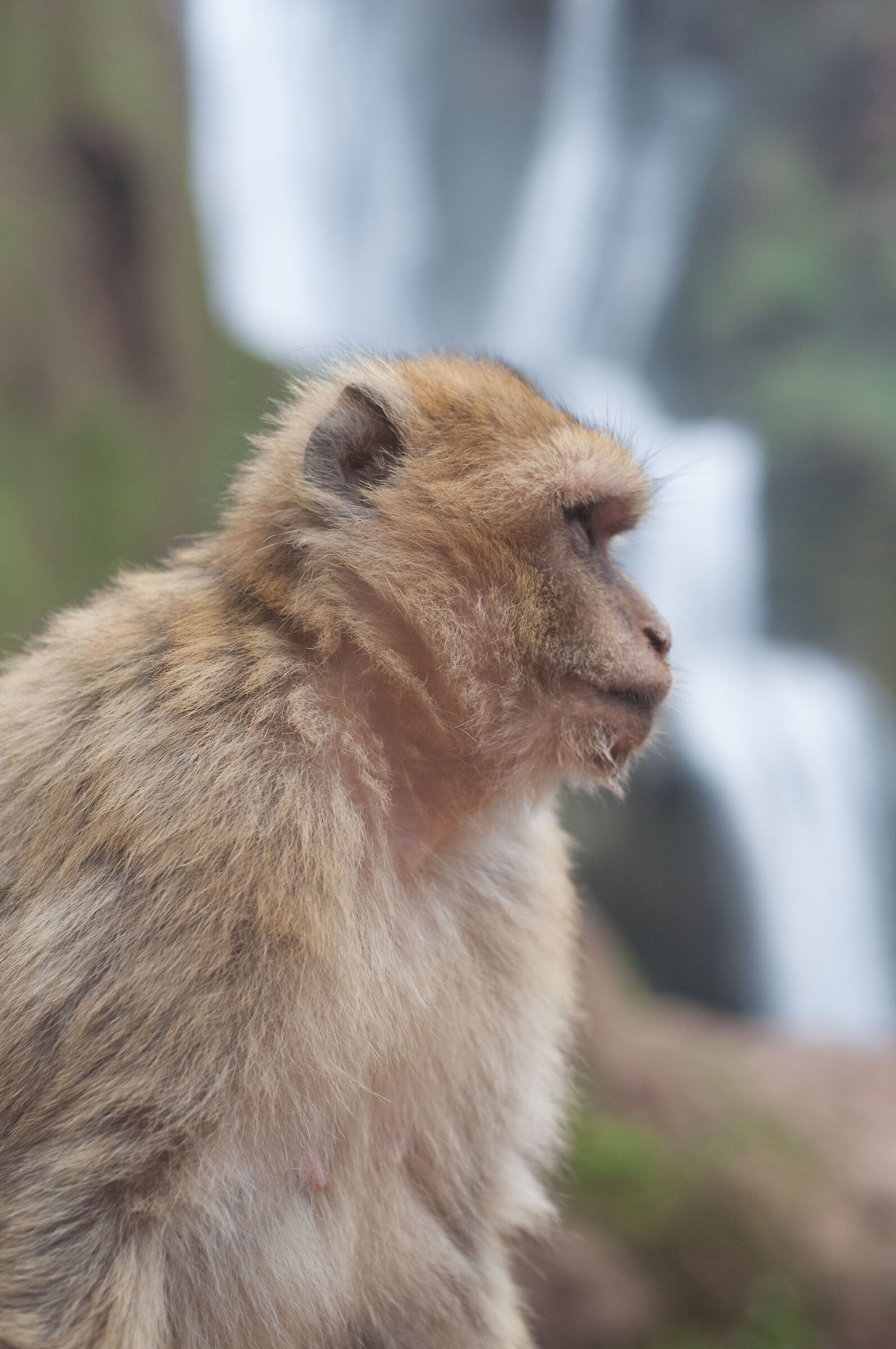 Bertuccia dell'Atlante