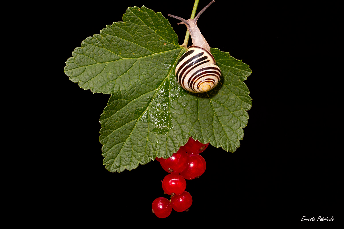 Lumaca su Ribes
