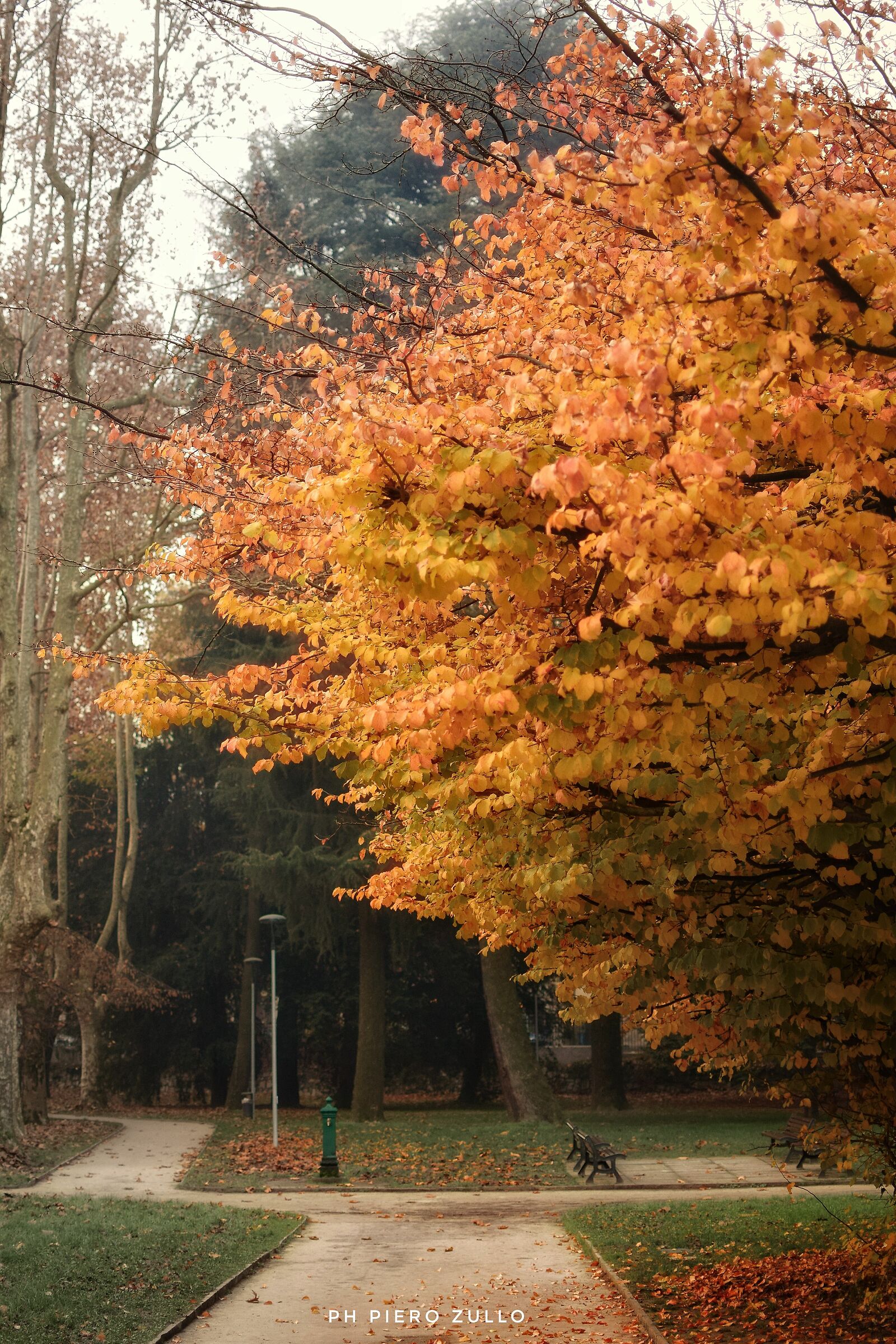 In autumn, do not go to the jewelers to see gold;