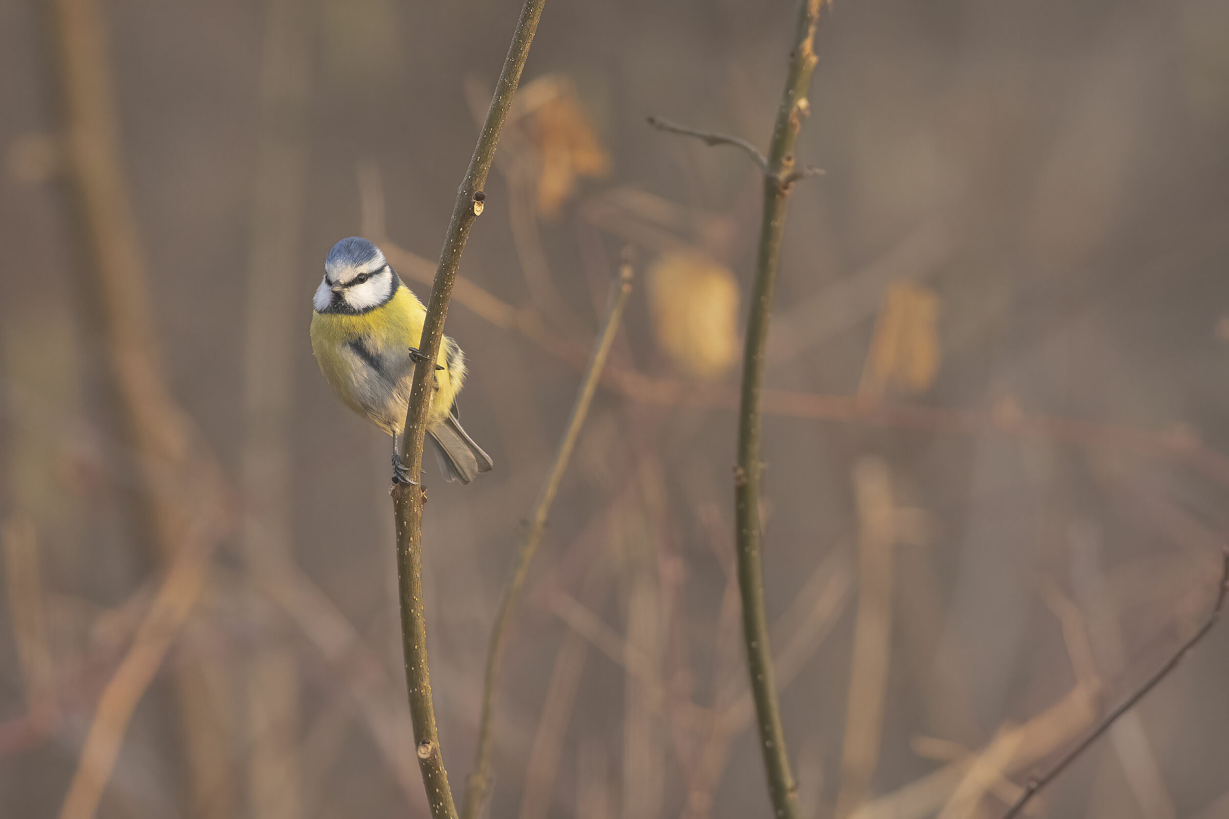 Cinciarella ambientata