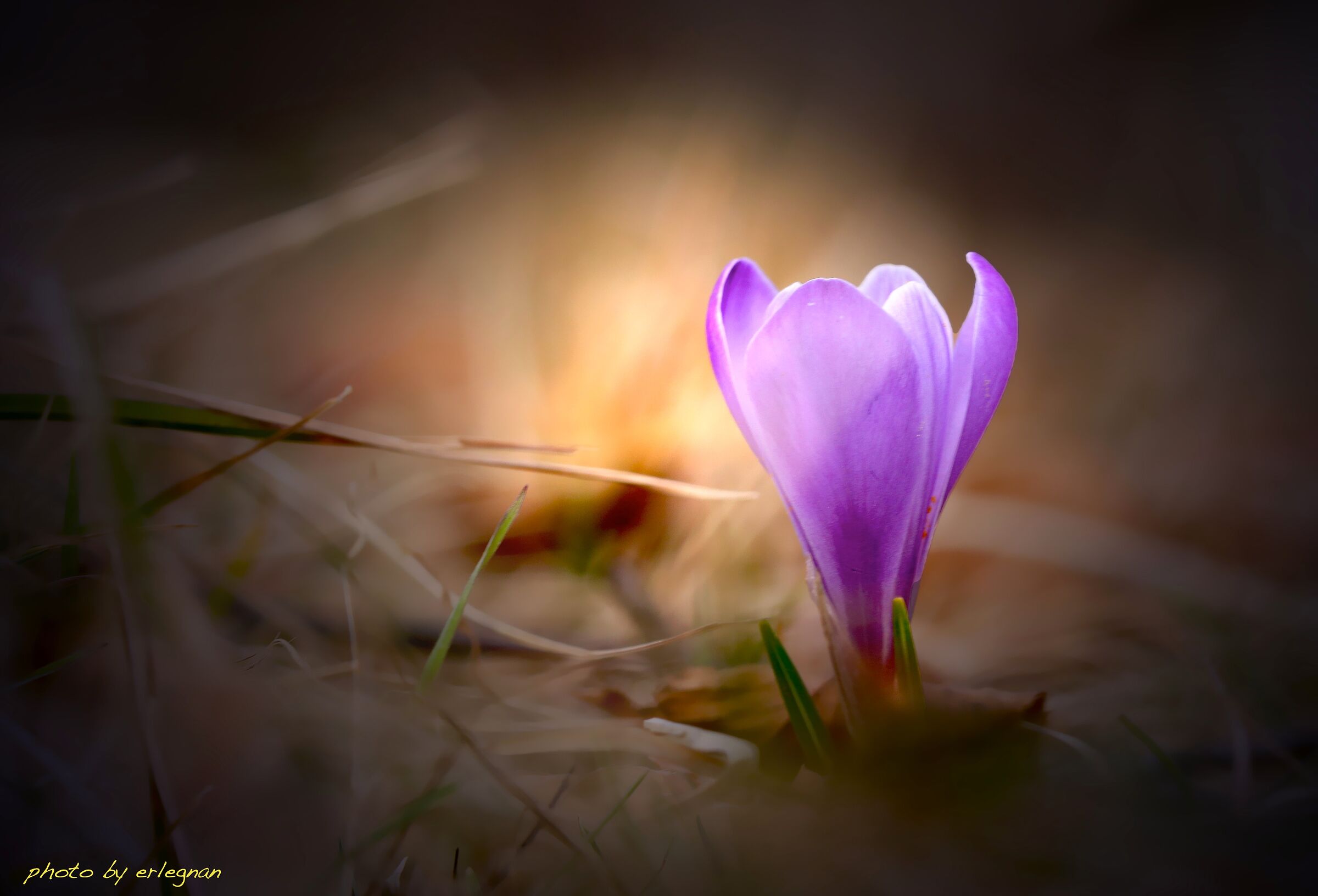 Delicatezze in controluce