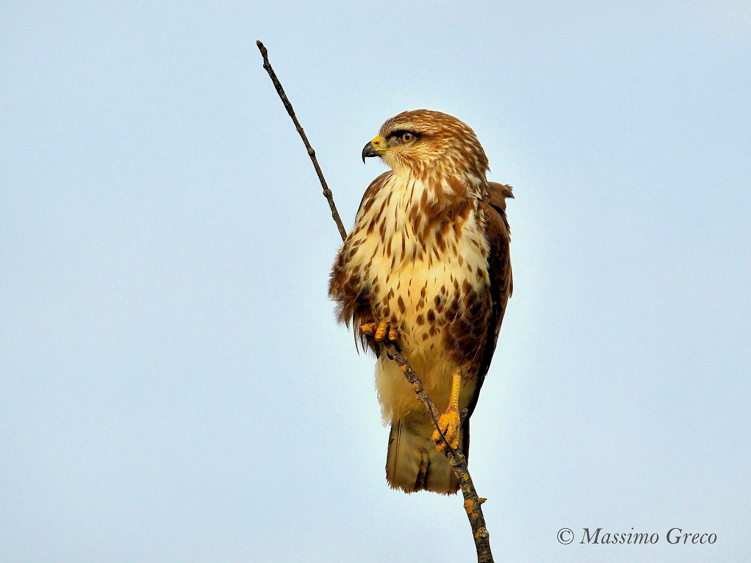 Poiana comune (Buteo buteo)