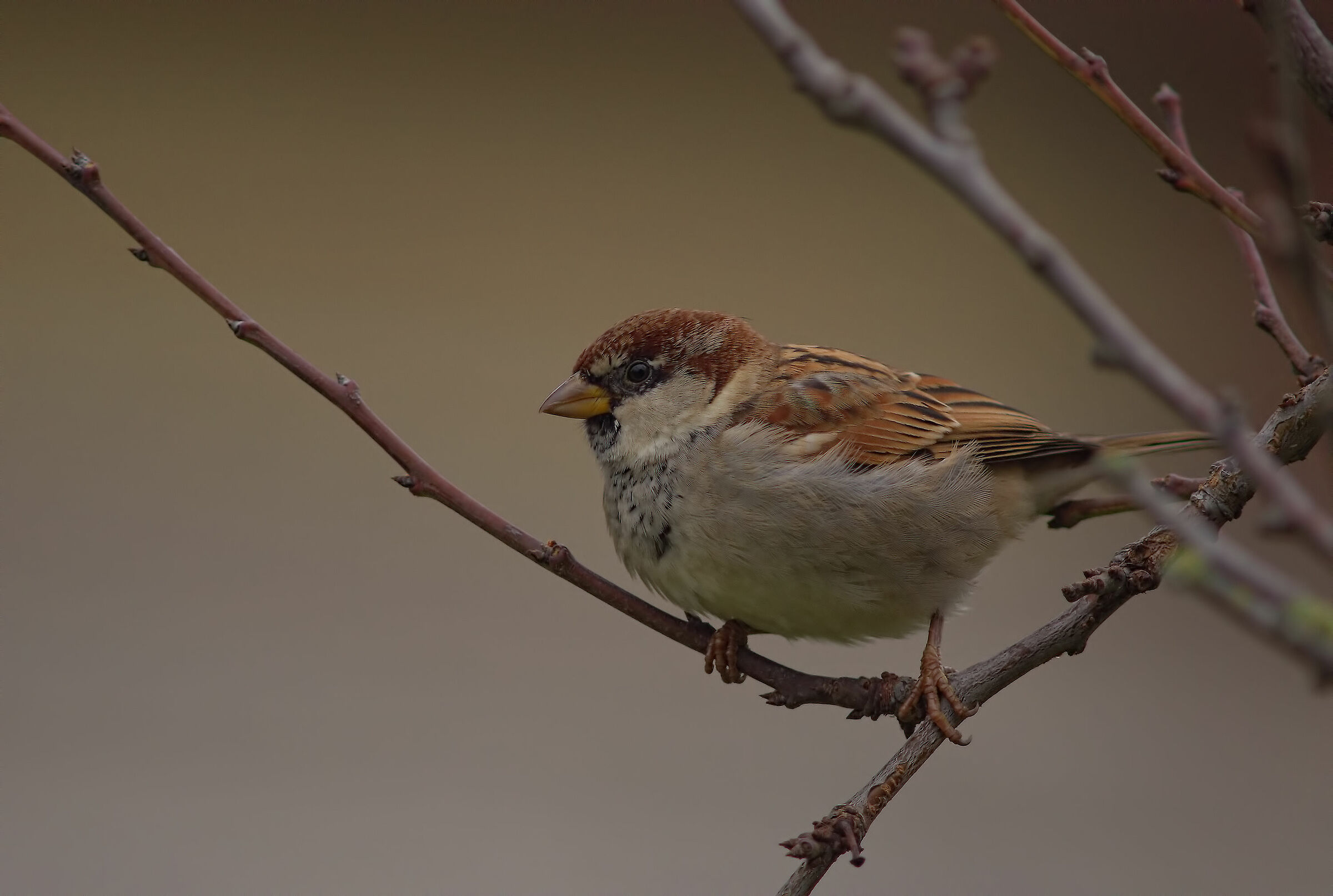 Passero d'Italia maschio