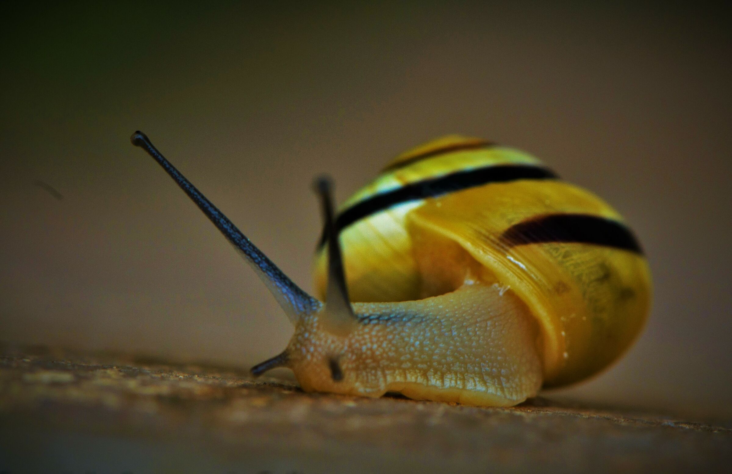 Ciumachella- Wikipedia