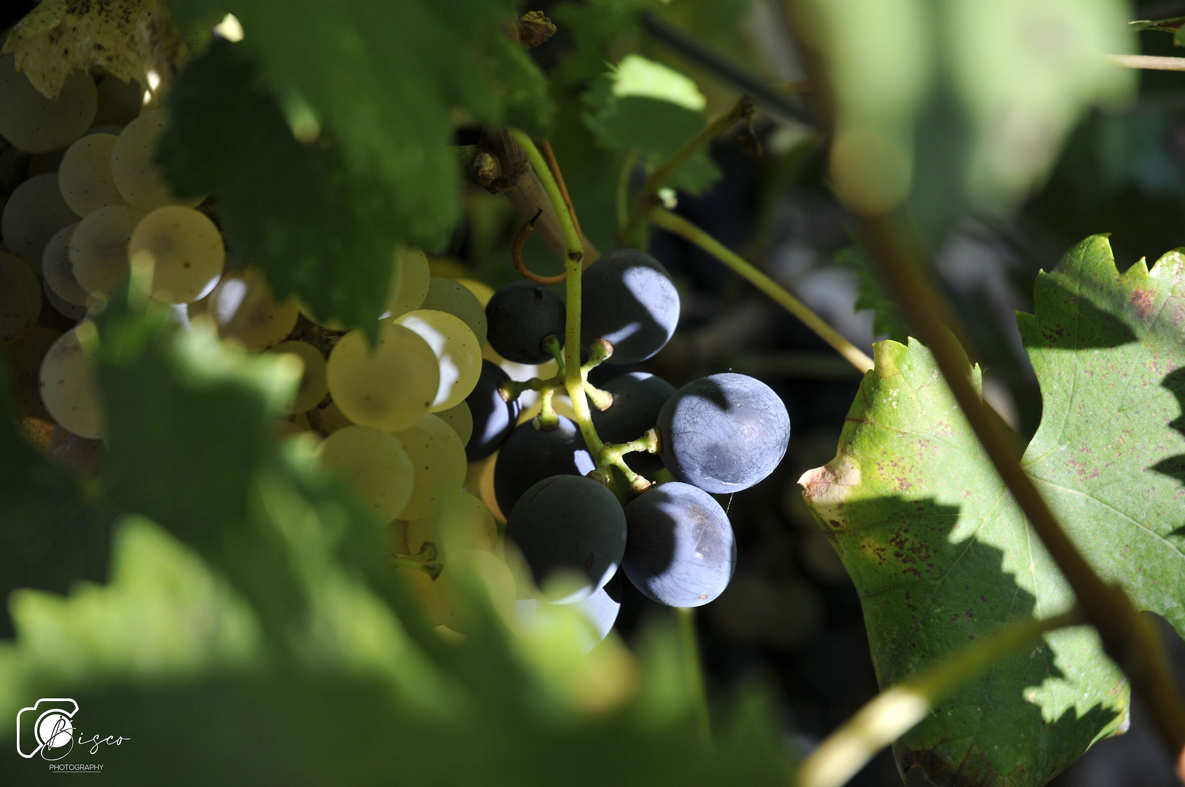 The beauty of grapes