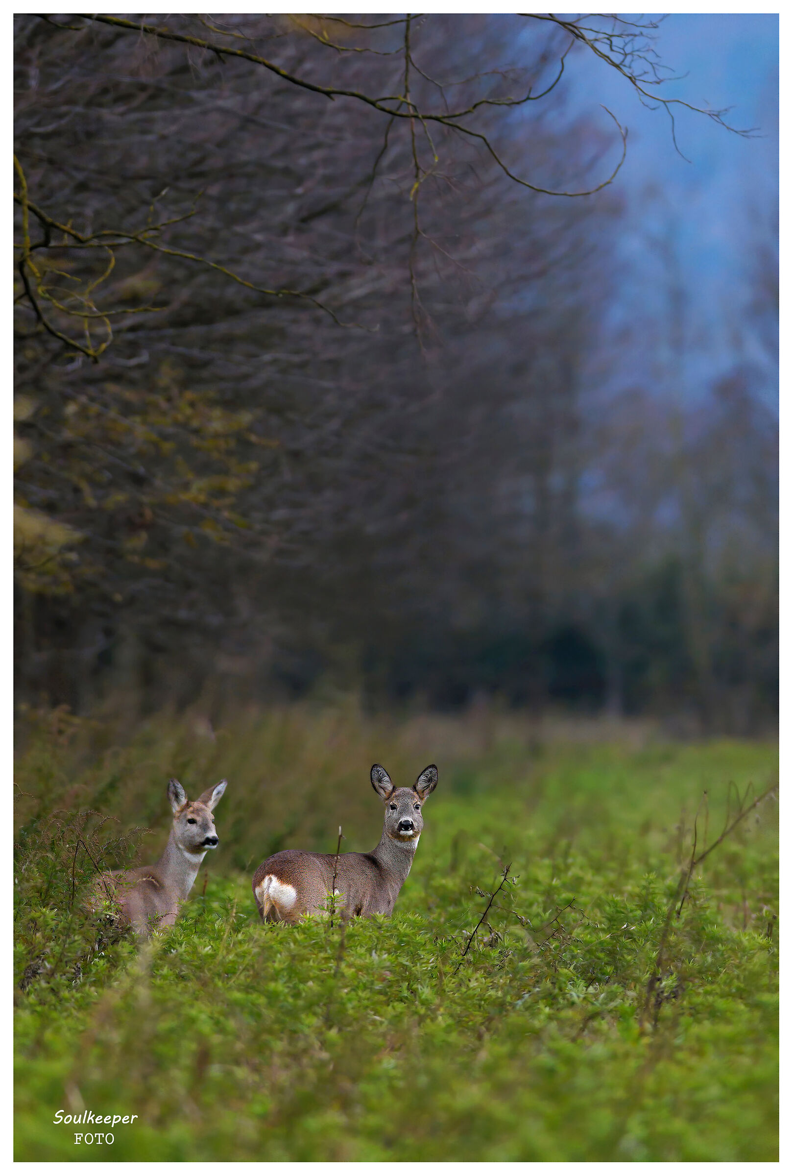 Ai margini del bosco, la sera...