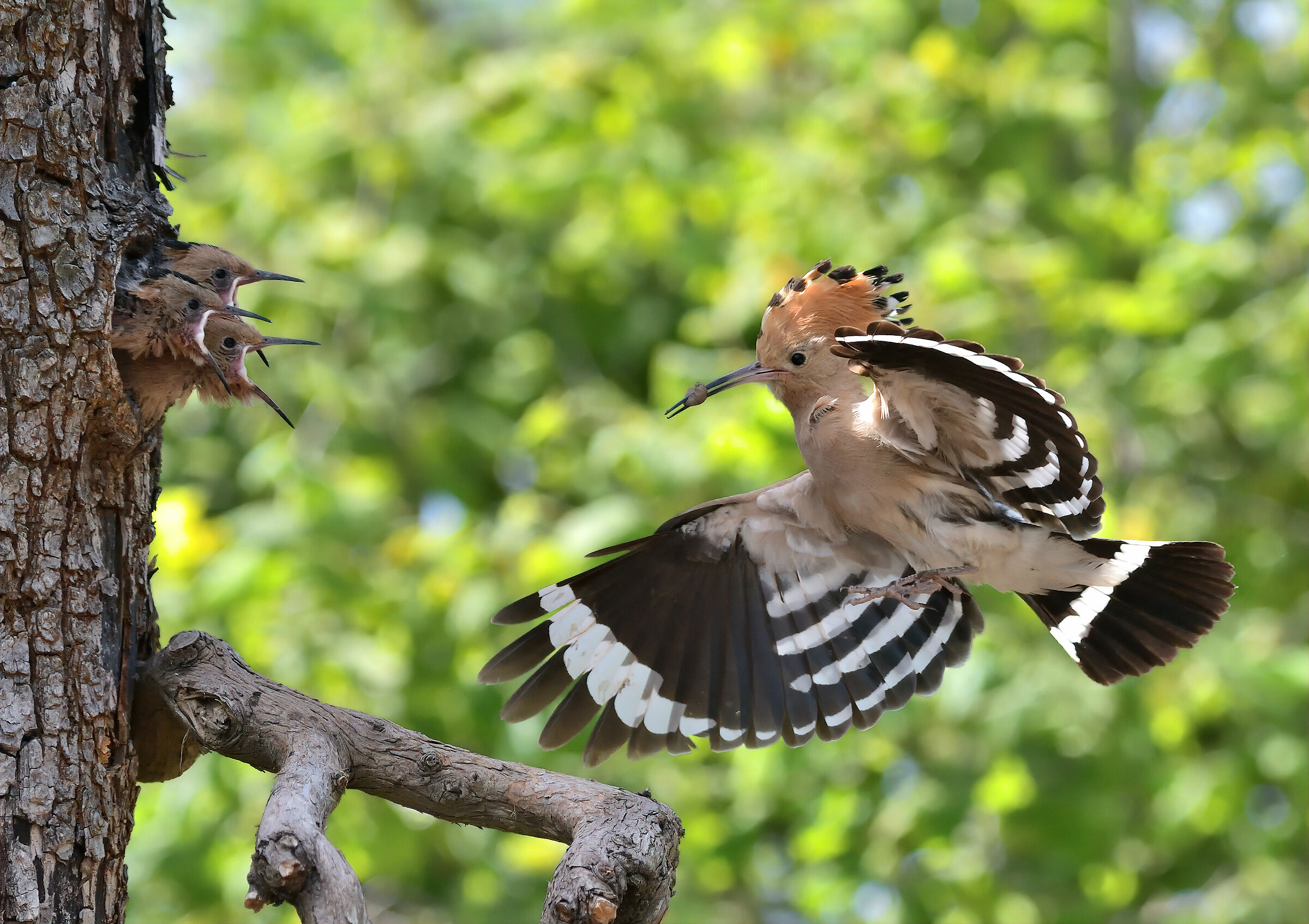 Hoopoe