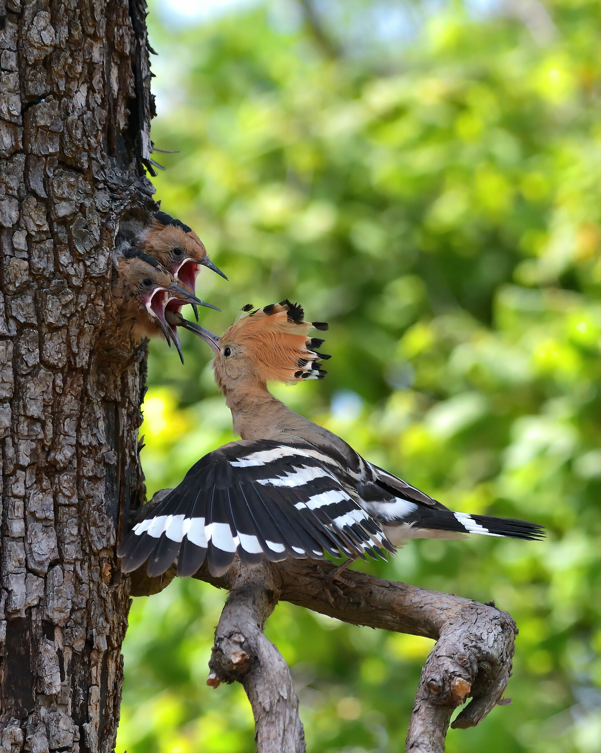 Hoopoe