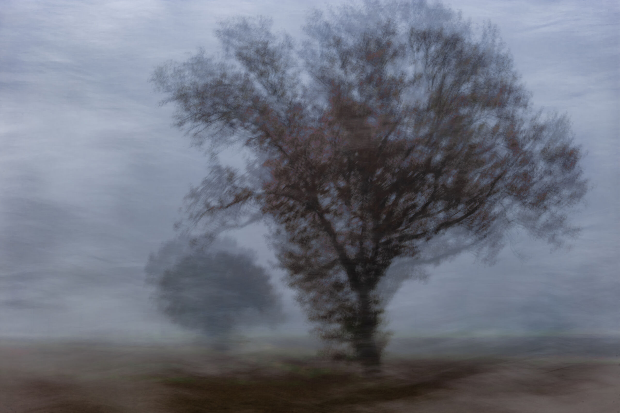 Autumn Tree in the Mist