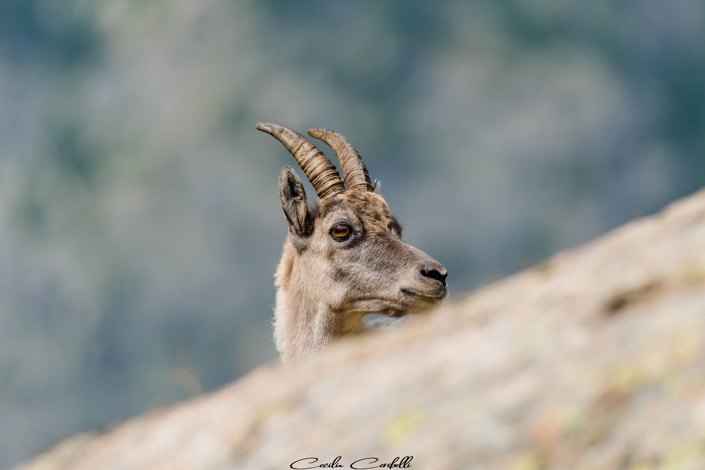 Ibex