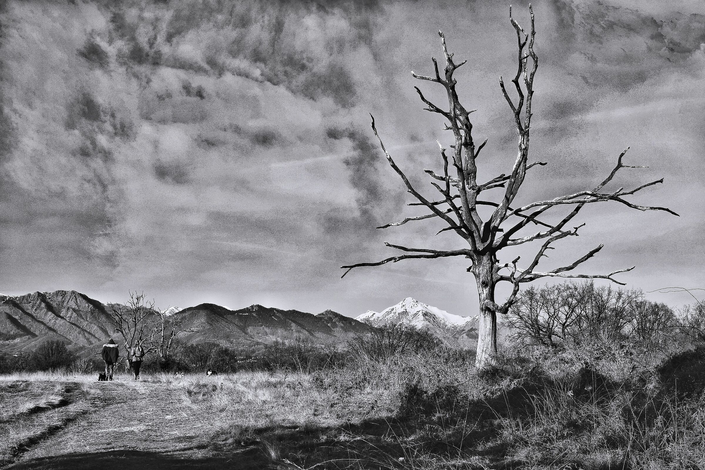 Raccontando di vecchi alberi e montagne