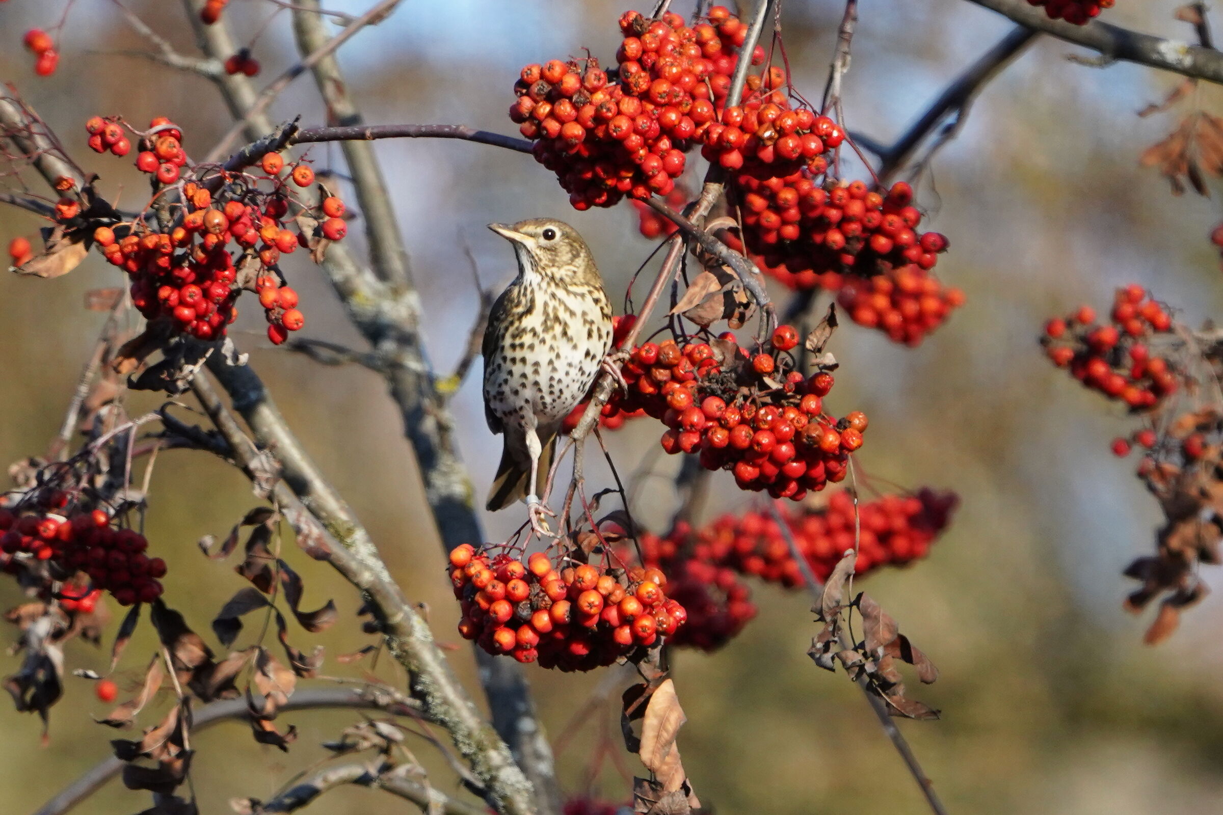 thrush bottaccio on the sorbo